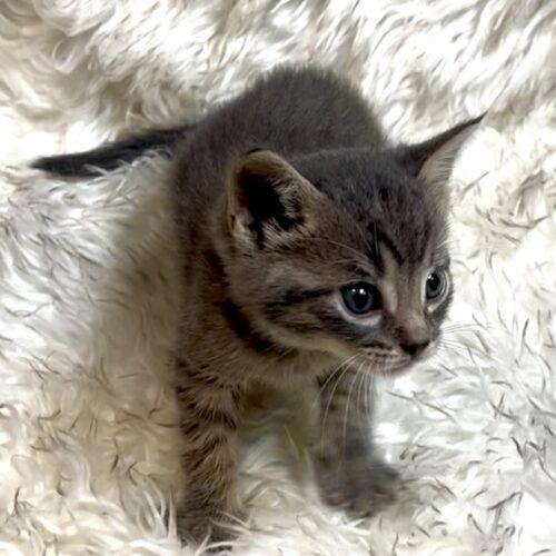 Moosetrack, a Adoptable Domestic Short Hair in Vienna, ON image 4/6