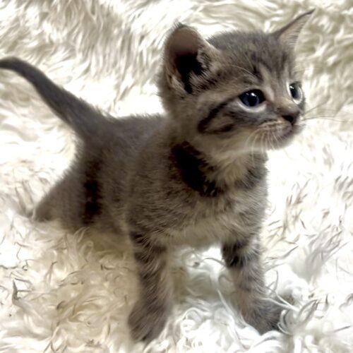 Moosetrack, a Adoptable Domestic Short Hair in Vienna, ON image 6/6