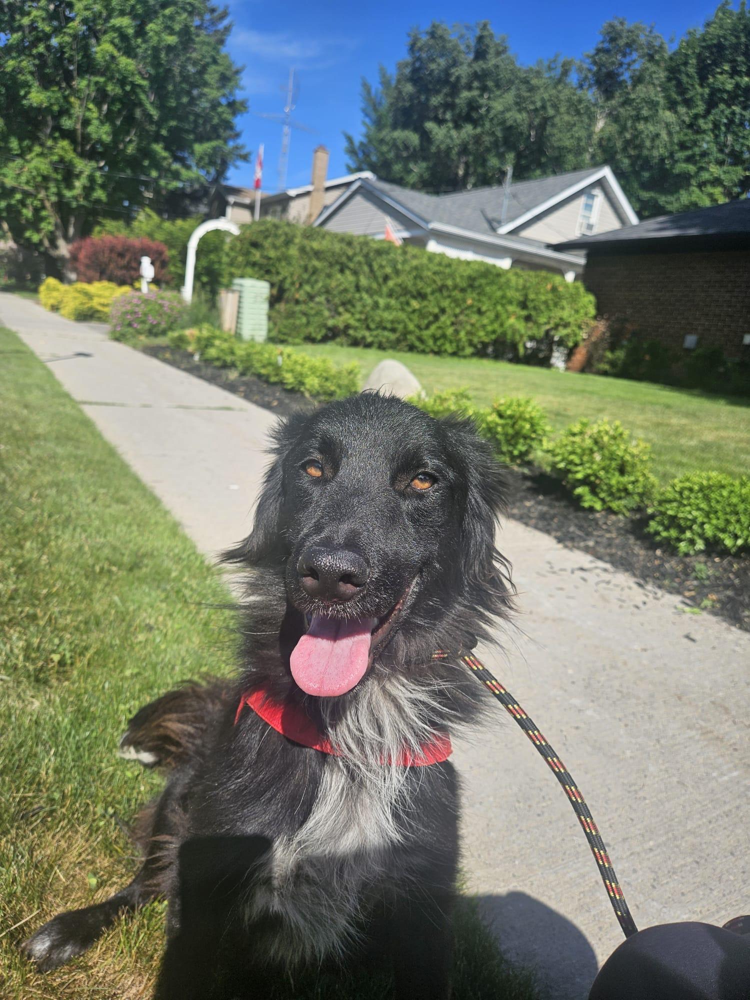 Enlarge Fiyero, a Adoptable mixed breed in Aurora, ON image 2/5