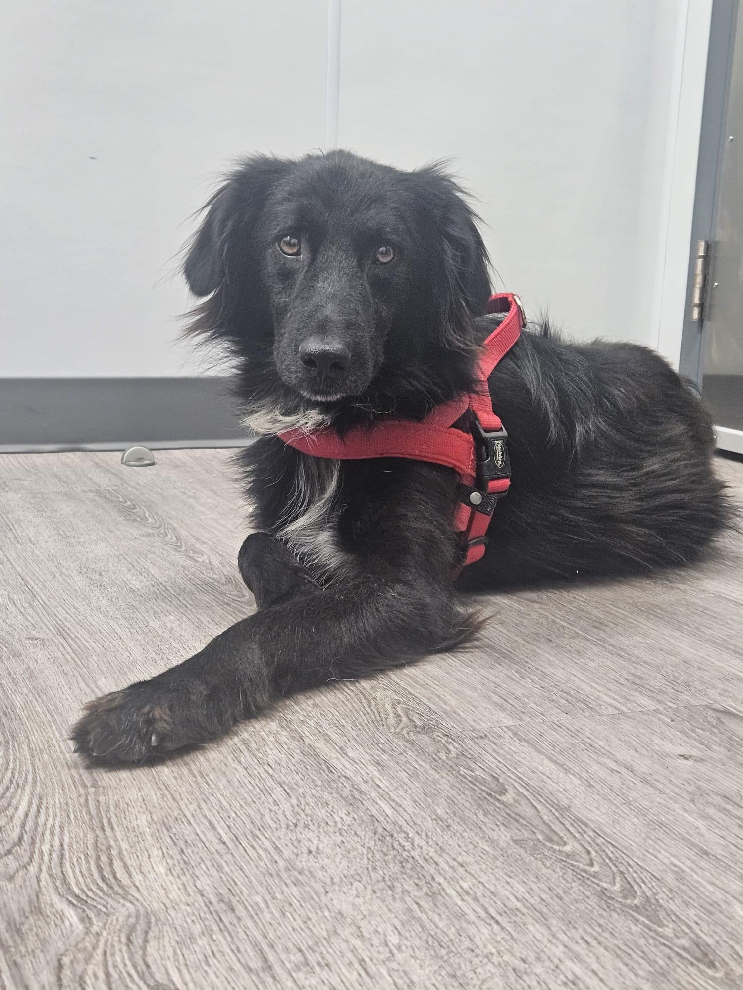 Enlarge Fiyero, a Adoptable mixed breed in Aurora, ON image 5/5