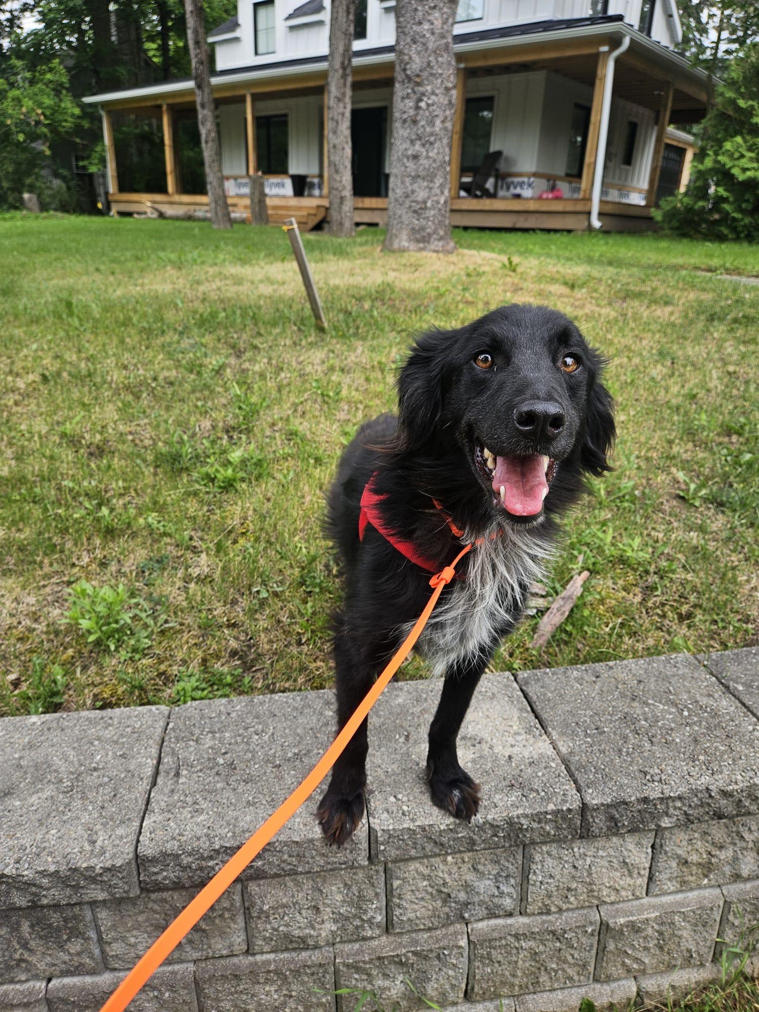Enlarge Fiyero, a Adoptable mixed breed in Aurora, ON image 4/5