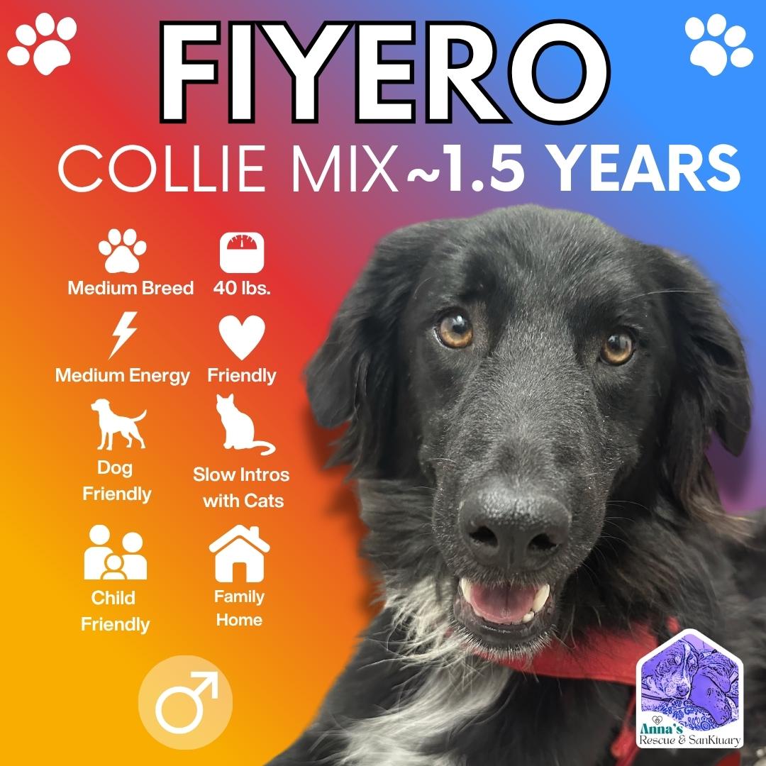 Fiyero, Adoptable, Young Male Collie.