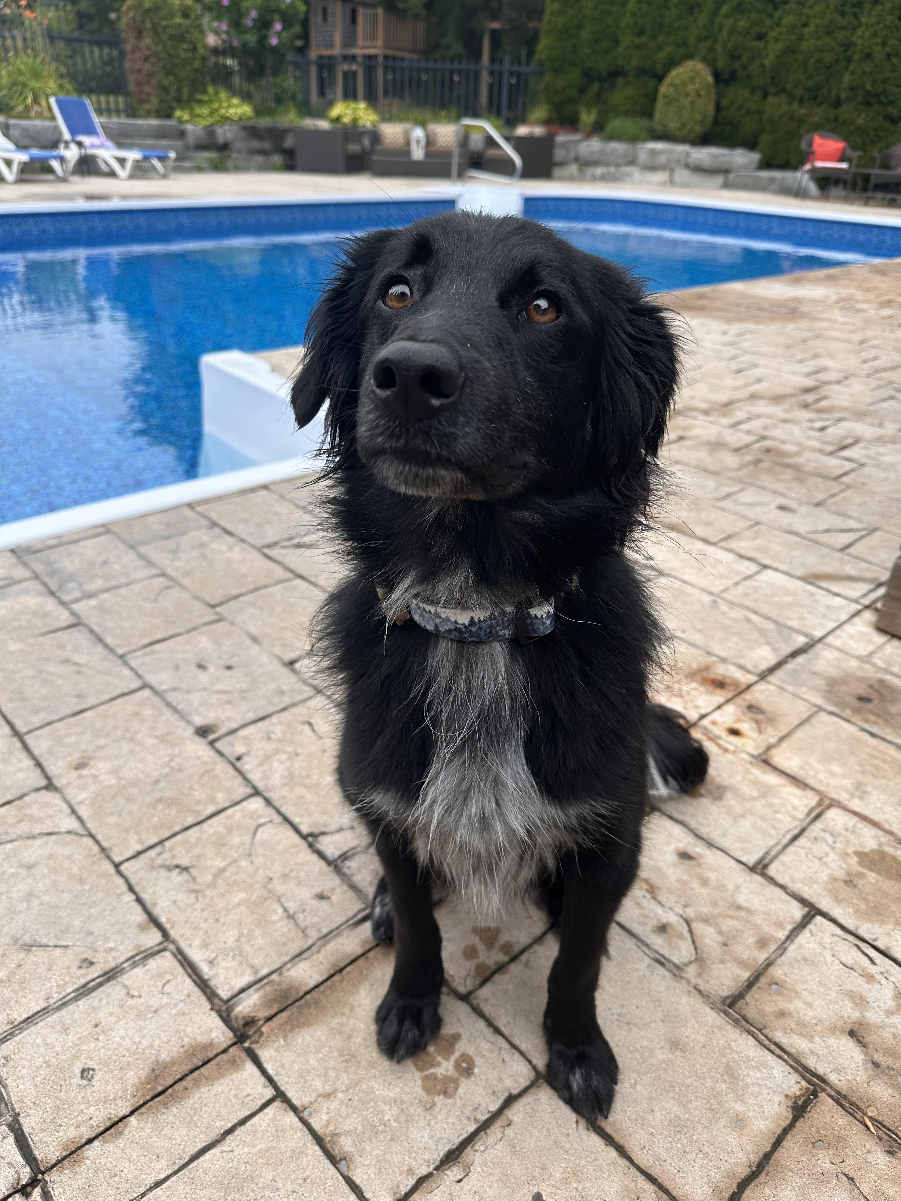 Fiyero, a Adoptable mixed breed in Aurora, ON image 2/6