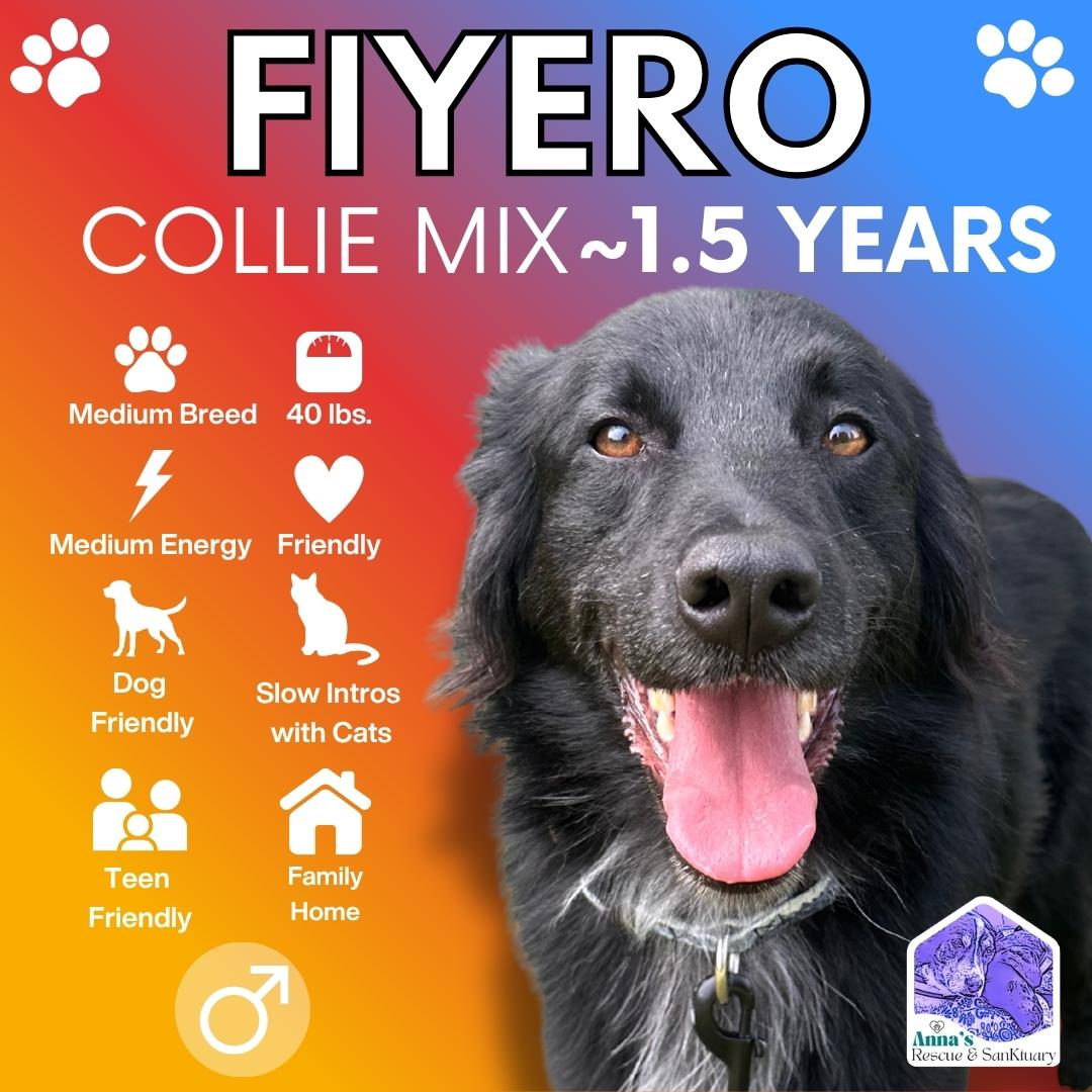 Fiyero, Adoptable, Young Male Collie.