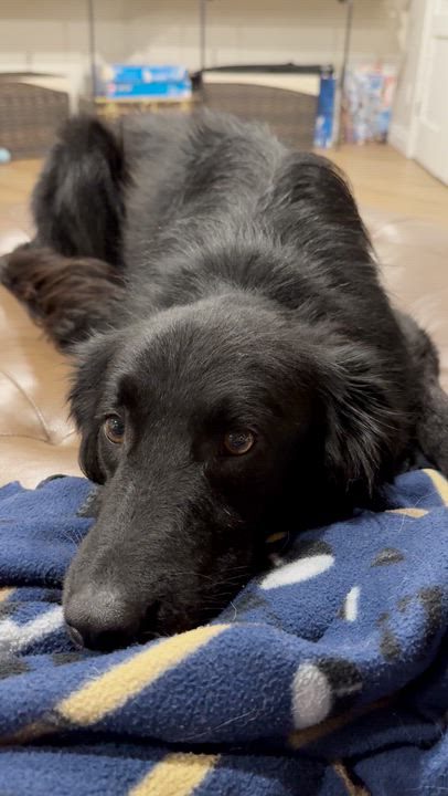 Enlarge Fiyero, a Adoptable mixed breed in Aurora, ON video 5/6
