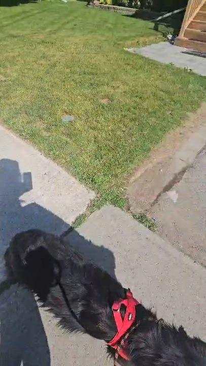 Enlarge Fiyero, a Adoptable mixed breed in Aurora, ON video 3/5