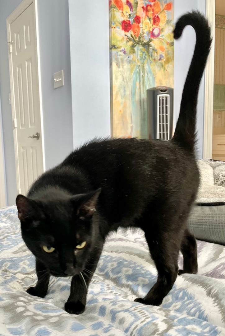 Locket - Kuykendahl Petsmart , Adoptable, Adult Female Bombay & Domestic Short Hair.