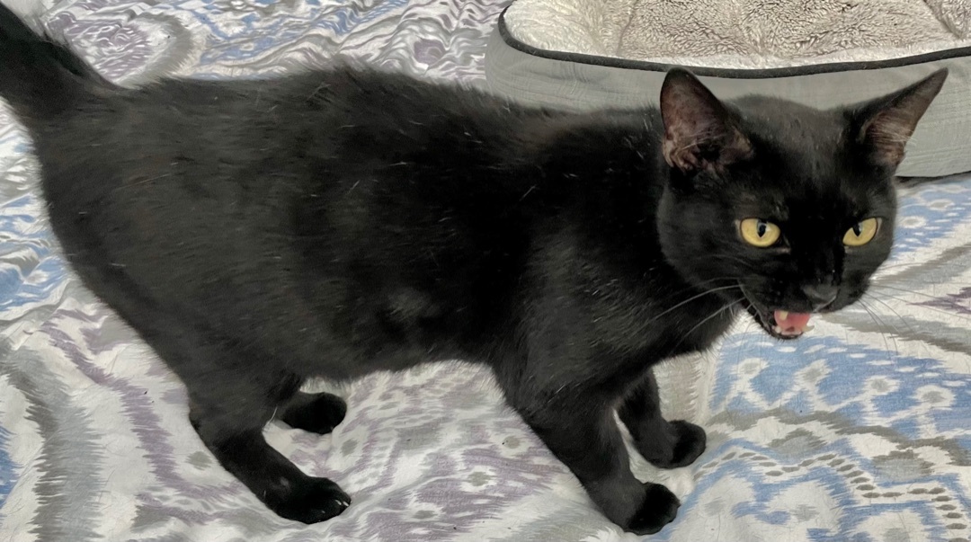 Locket - Kuykendahl Petsmart — thumbnail 2