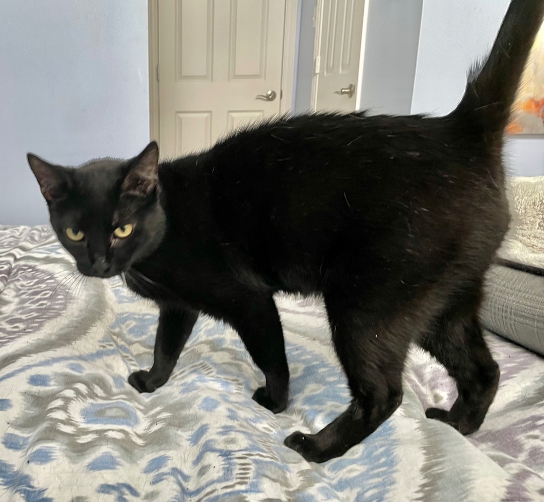 Enlarge Locket - Kuykendahl Petsmart , a Adoptable mixed breed in Spring, TX image 3/8