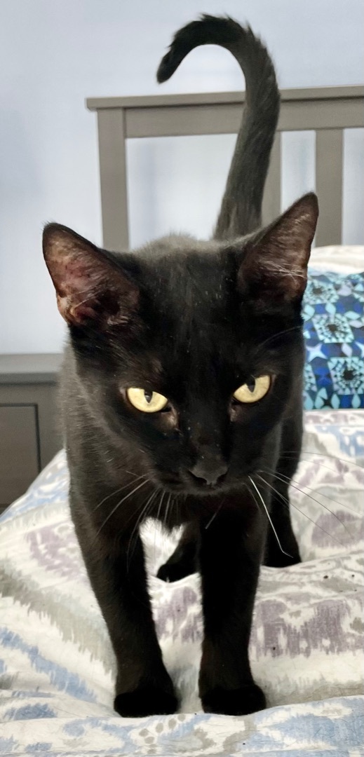 Locket - Kuykendahl Petsmart — thumbnail 4