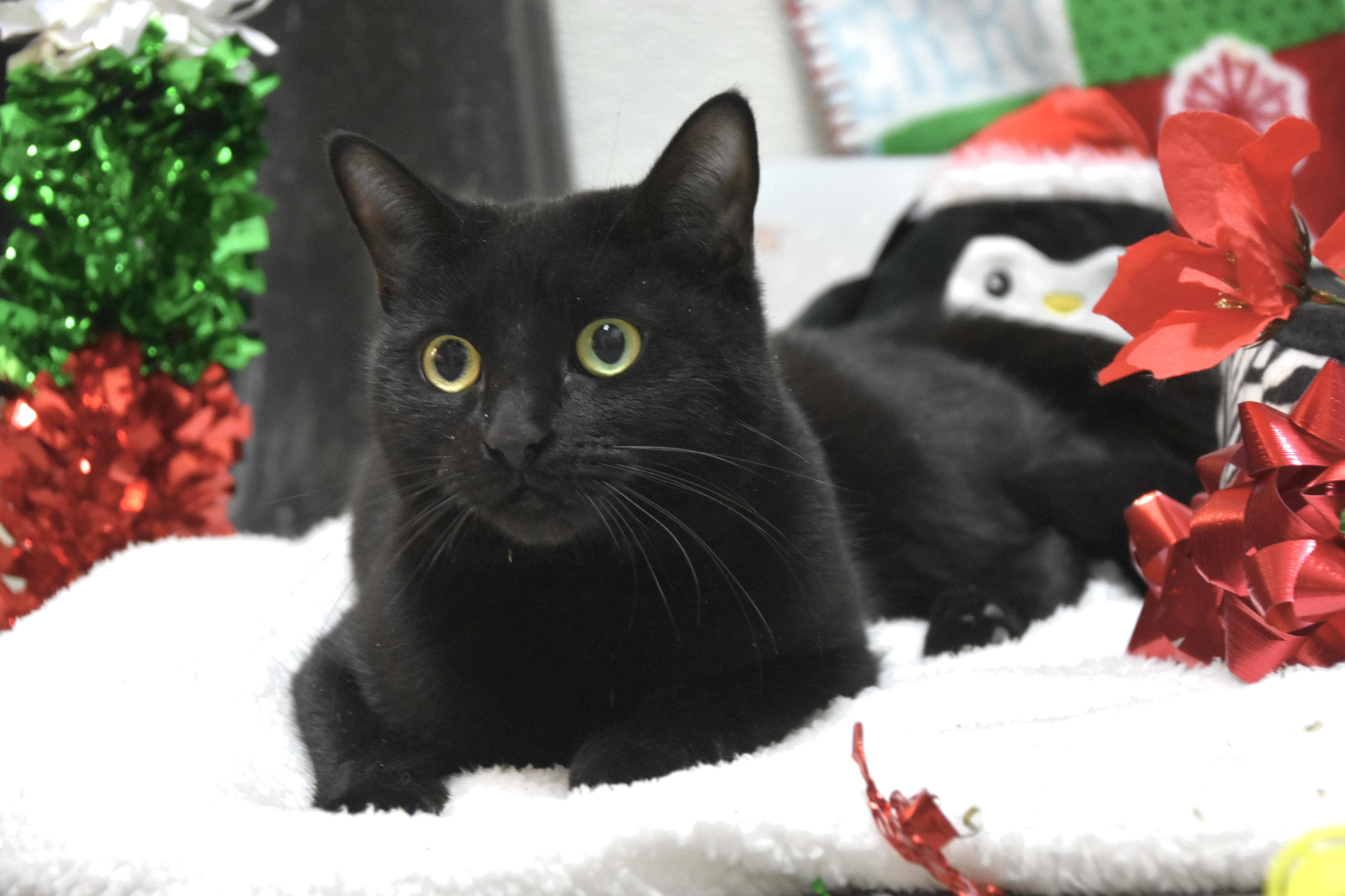 Emma & Rosie, an adopted Domestic Short Hair in Cambridge, MA image 2/3