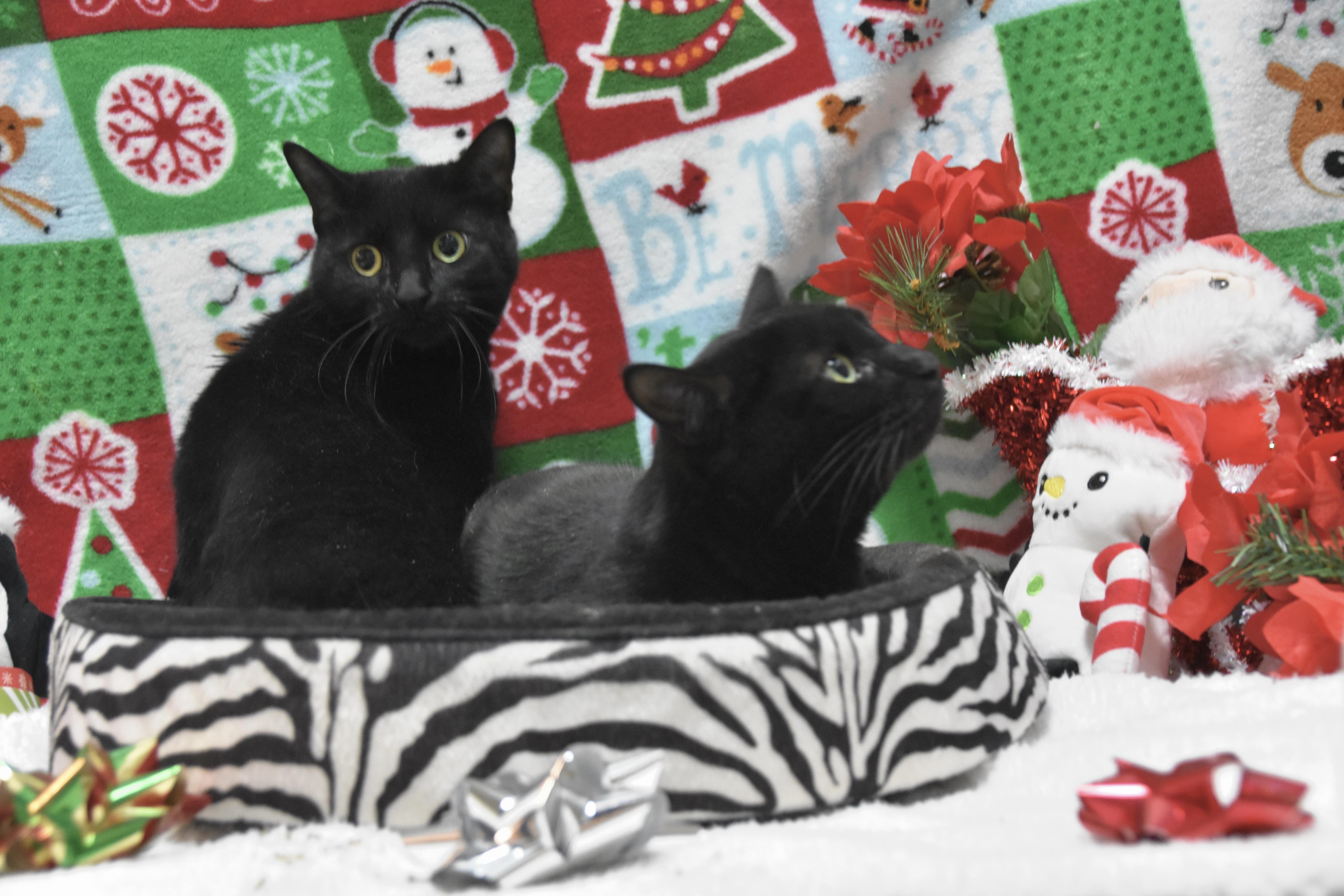 Emma & Rosie, an adopted Domestic Short Hair in Cambridge, MA image 1/3