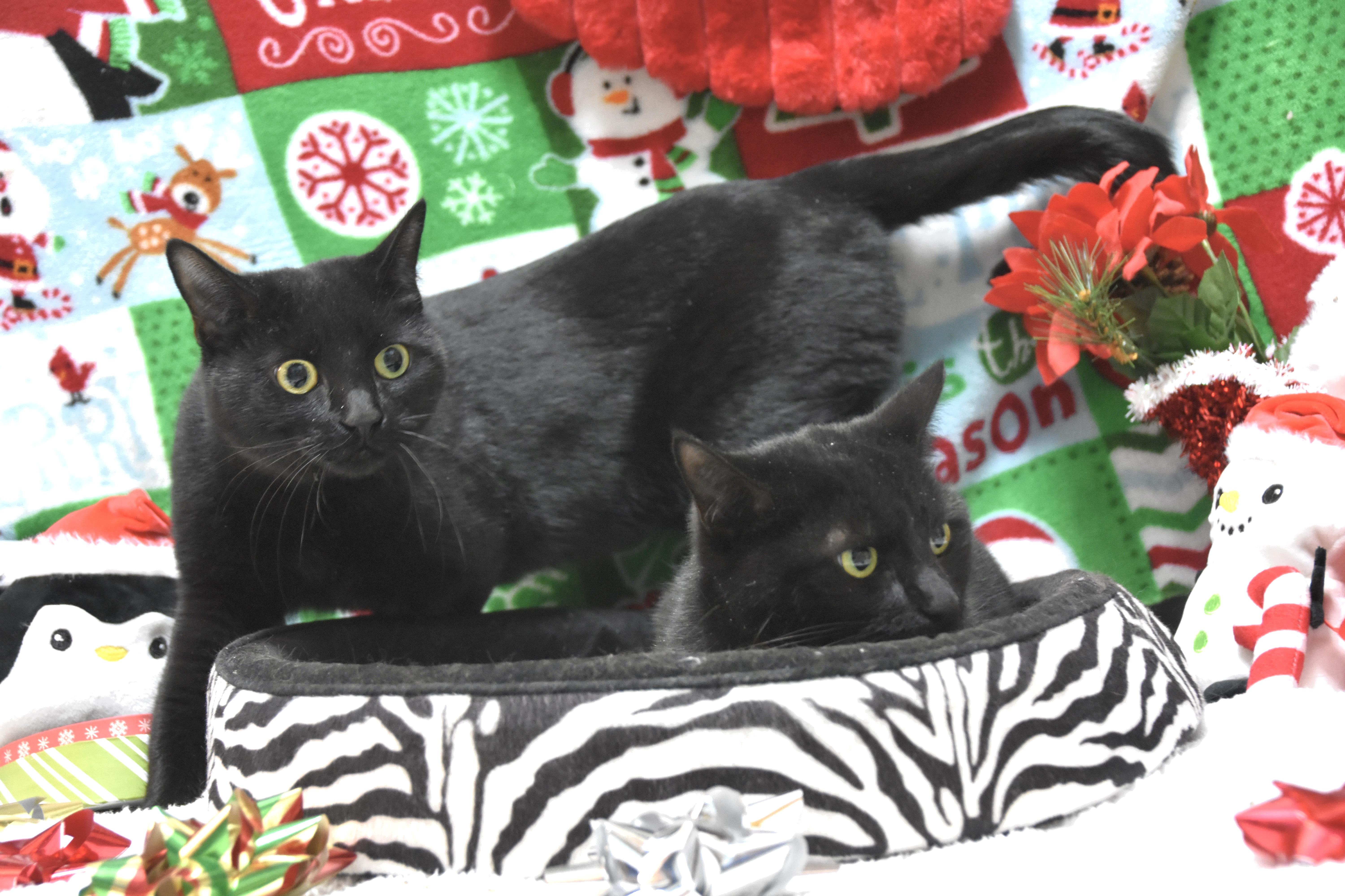 Emma & Rosie, an adopted Domestic Short Hair in Cambridge, MA image 3/3