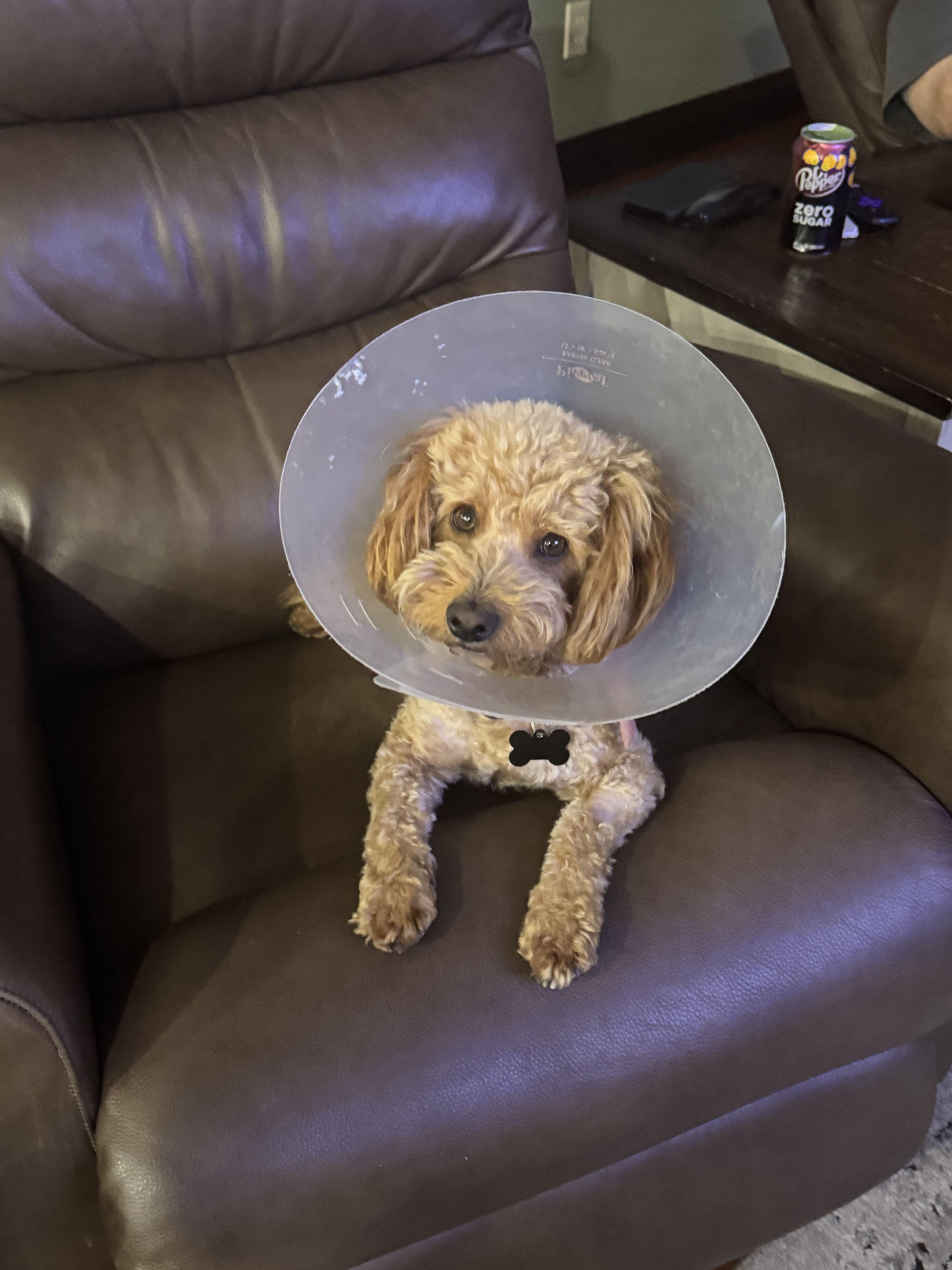 Enlarge Brownie -available for adoption , an adopted Maltipoo in Tustin, CA image 3/5