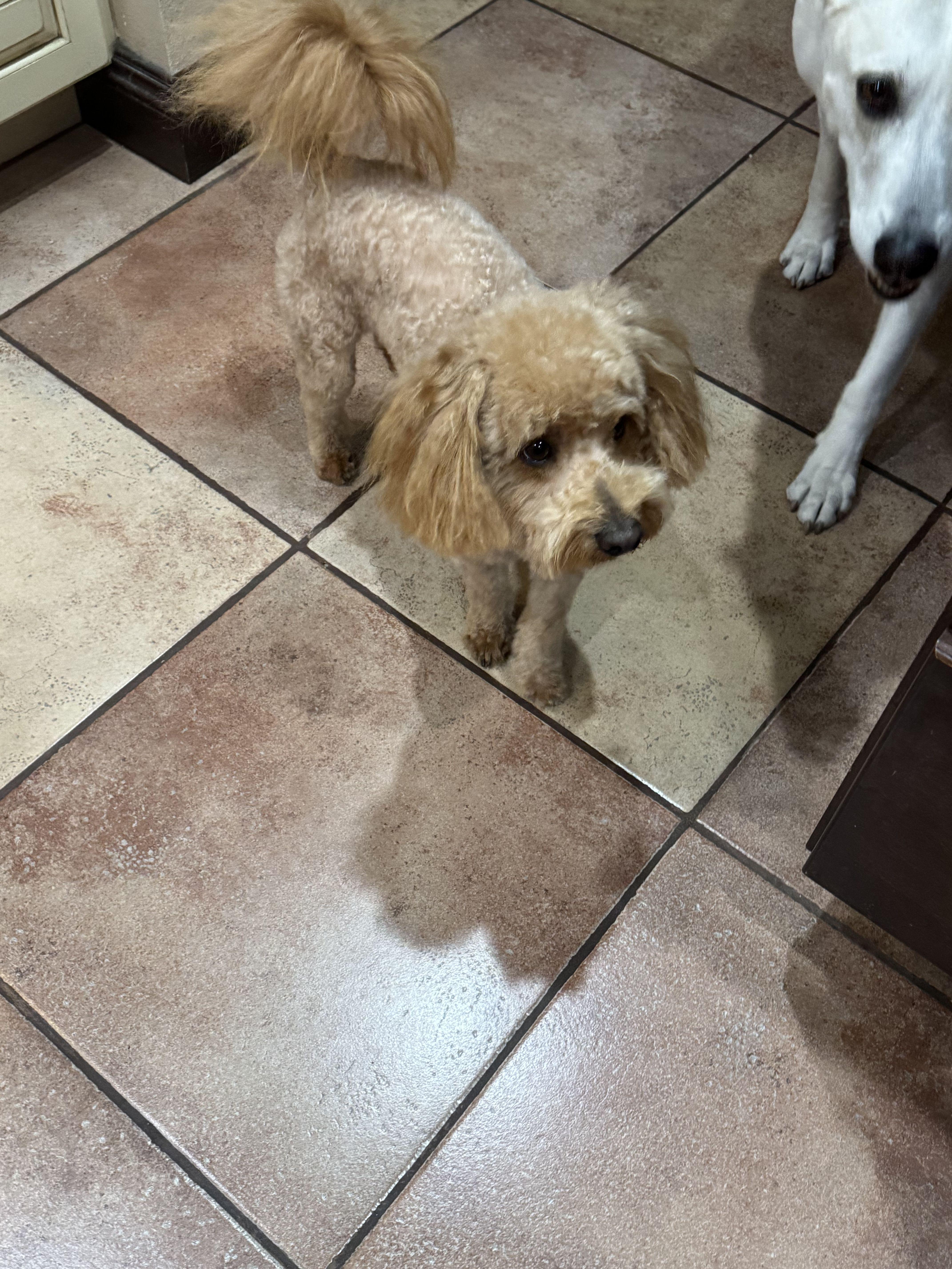 Enlarge Brownie -available for adoption , an adopted Maltipoo in Tustin, CA image 4/5