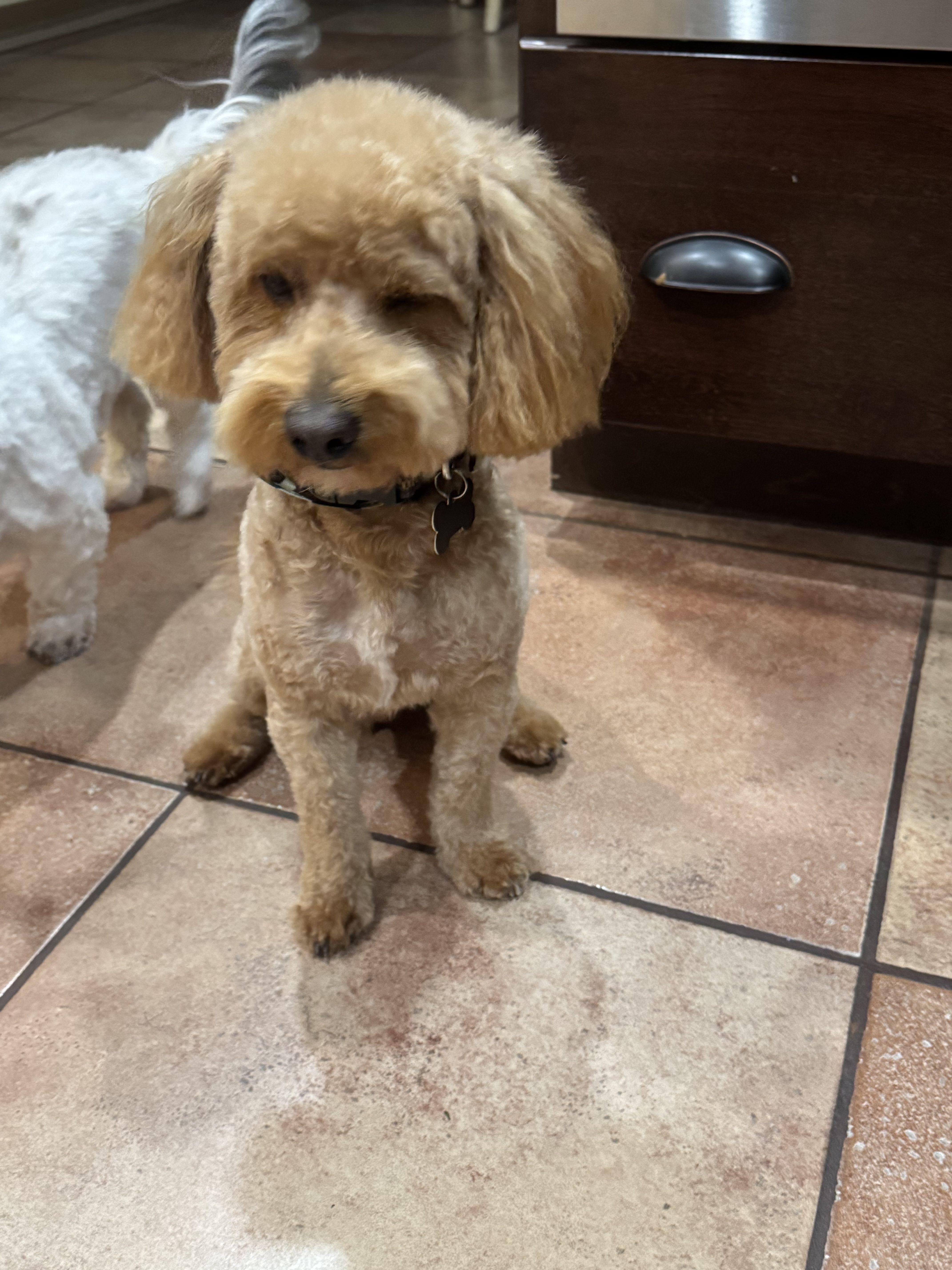 Enlarge Brownie -available for adoption , an adopted Maltipoo in Tustin, CA image 5/5