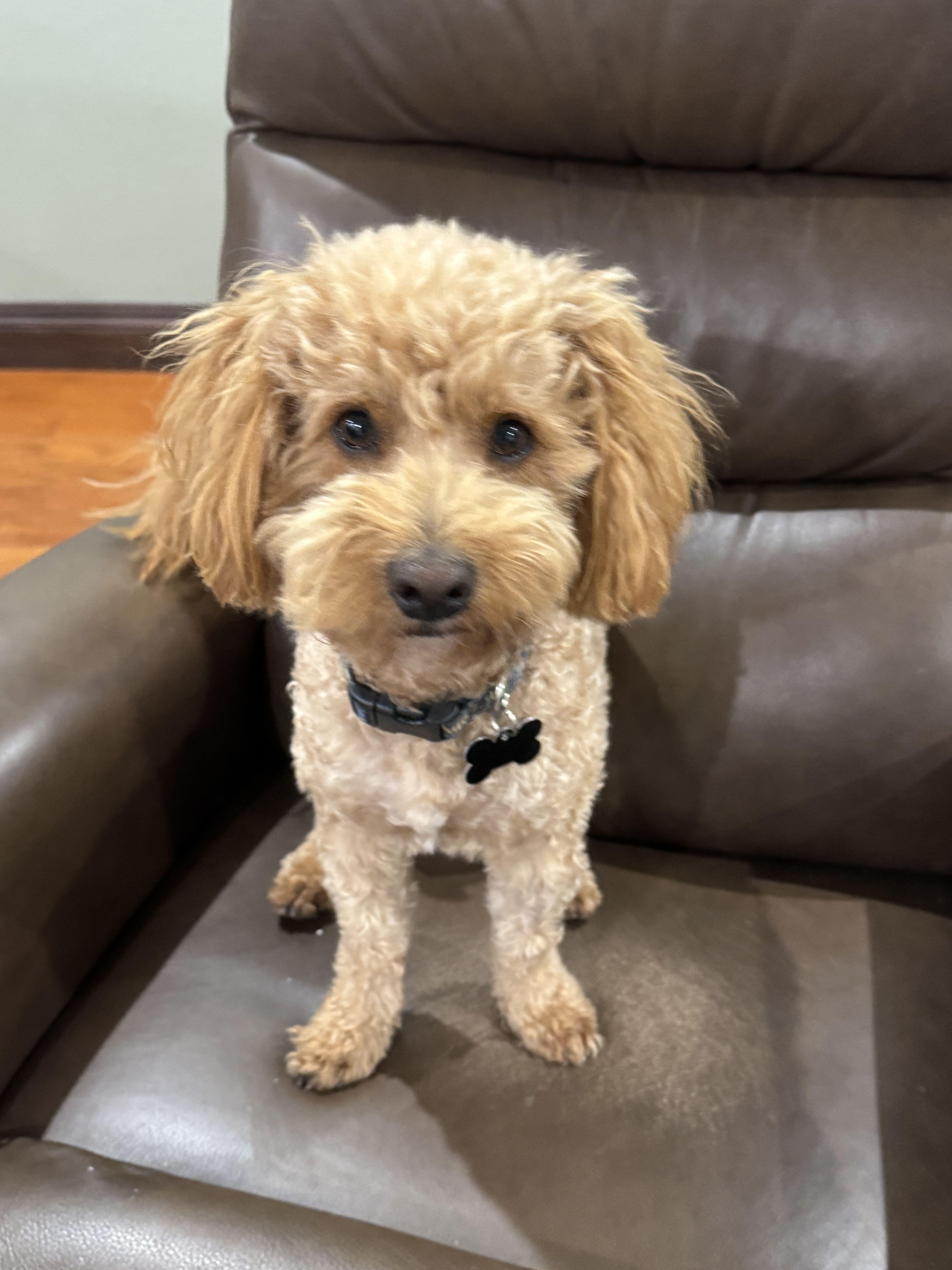 Enlarge Brownie -available for adoption , an adopted Maltipoo in Tustin, CA image 1/5
