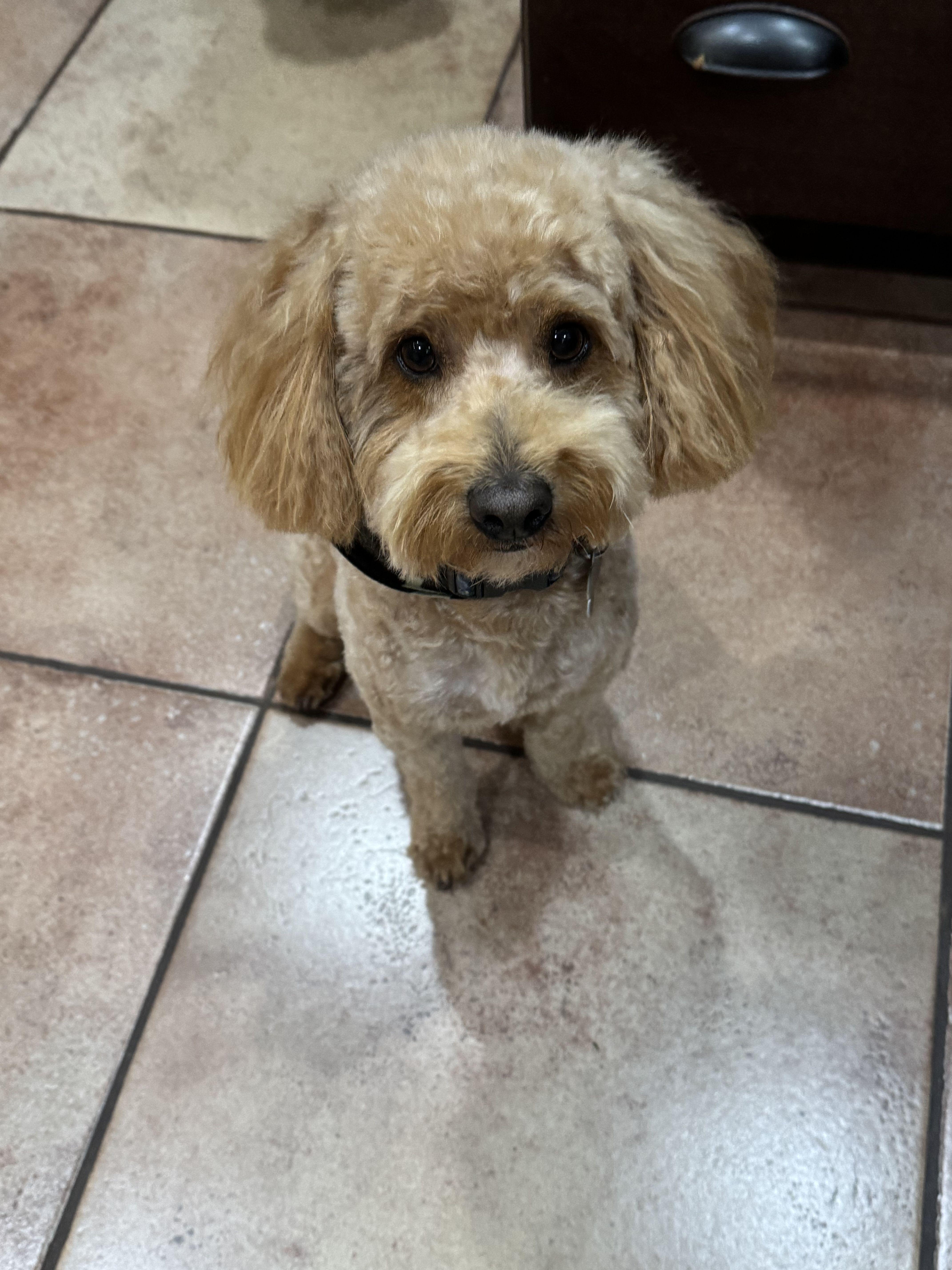 Enlarge Brownie -available for adoption , an adopted Maltipoo in Tustin, CA image 2/5