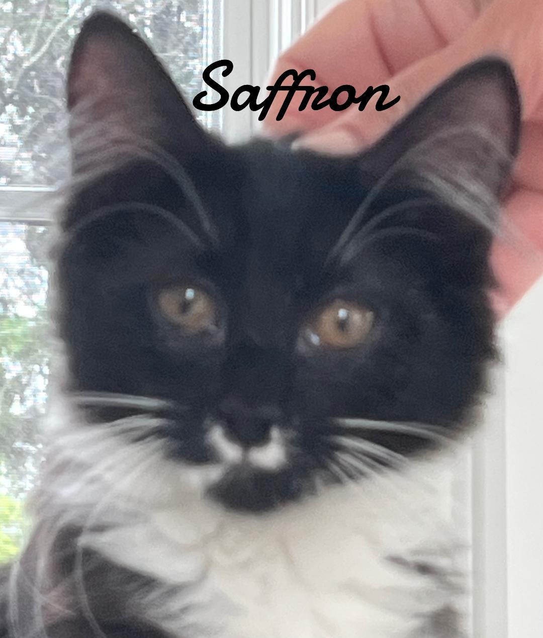 Saffron, Adoptable, Kitten Male Domestic Long Hair.