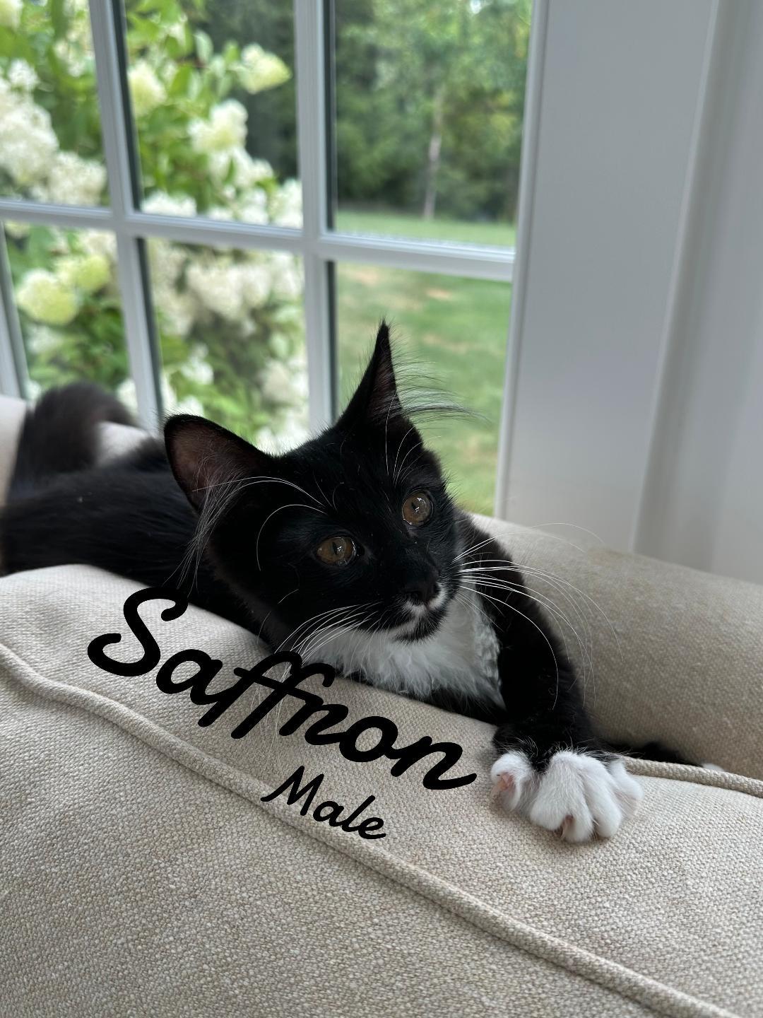 Enlarge Saffron, a Adoptable Domestic Long Hair in Naugatuck, CT image 2/2