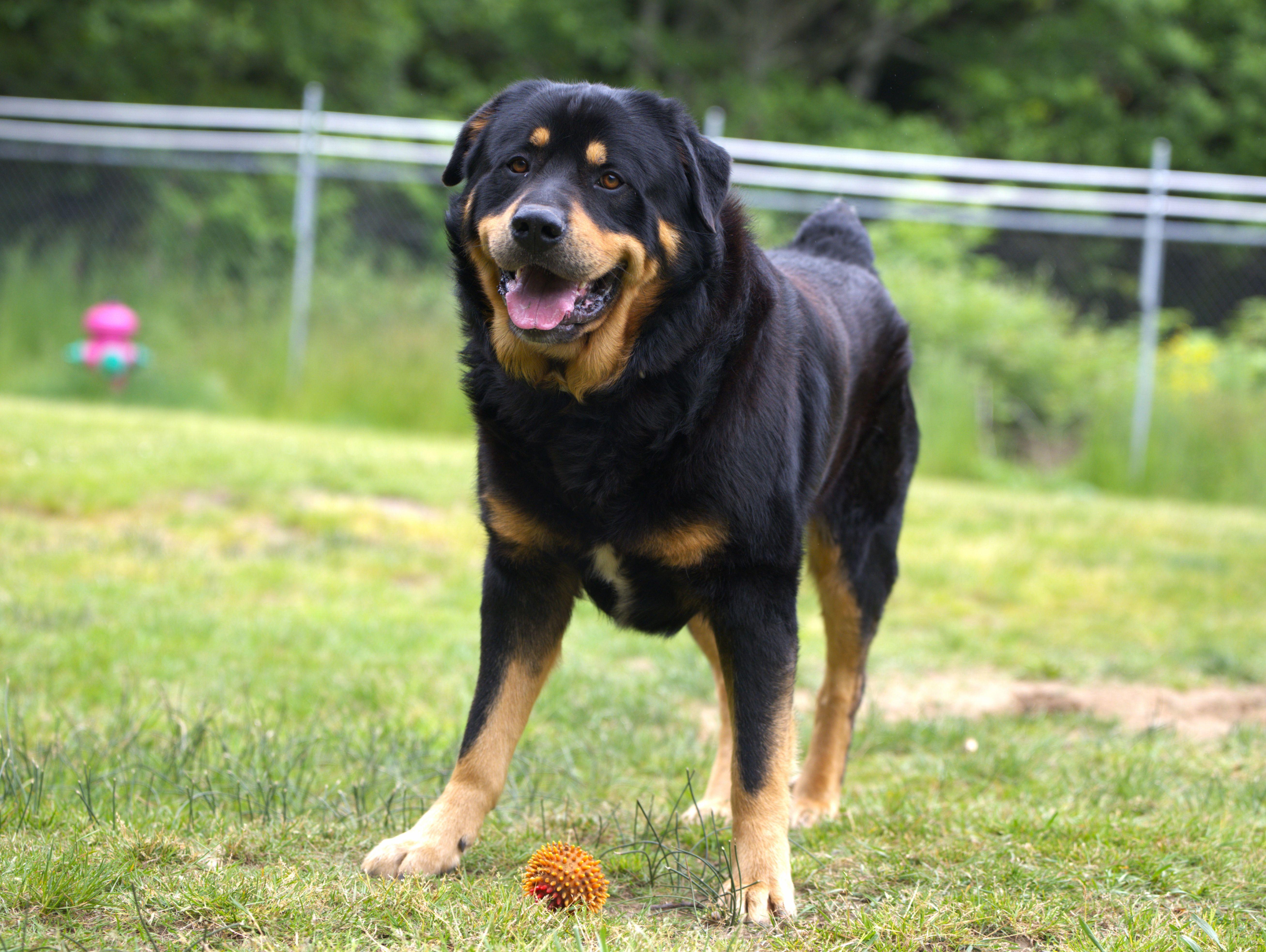 Bear the Fluffweiler, a Adoptable Rottweiler in Hoquiam, WA image 2/6