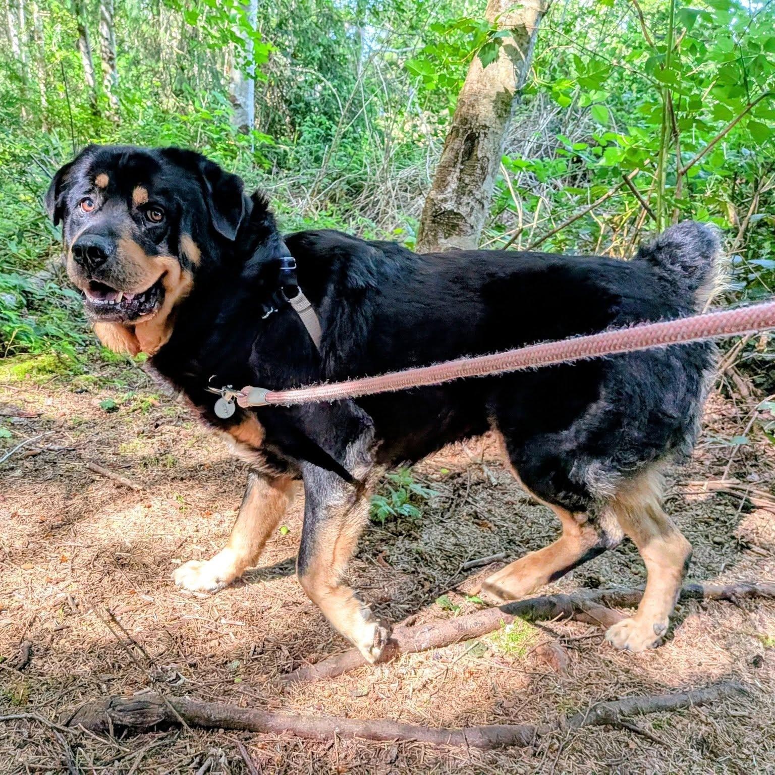 Bear the Fluffweiler, a Adoptable Rottweiler in Hoquiam, WA image 6/6