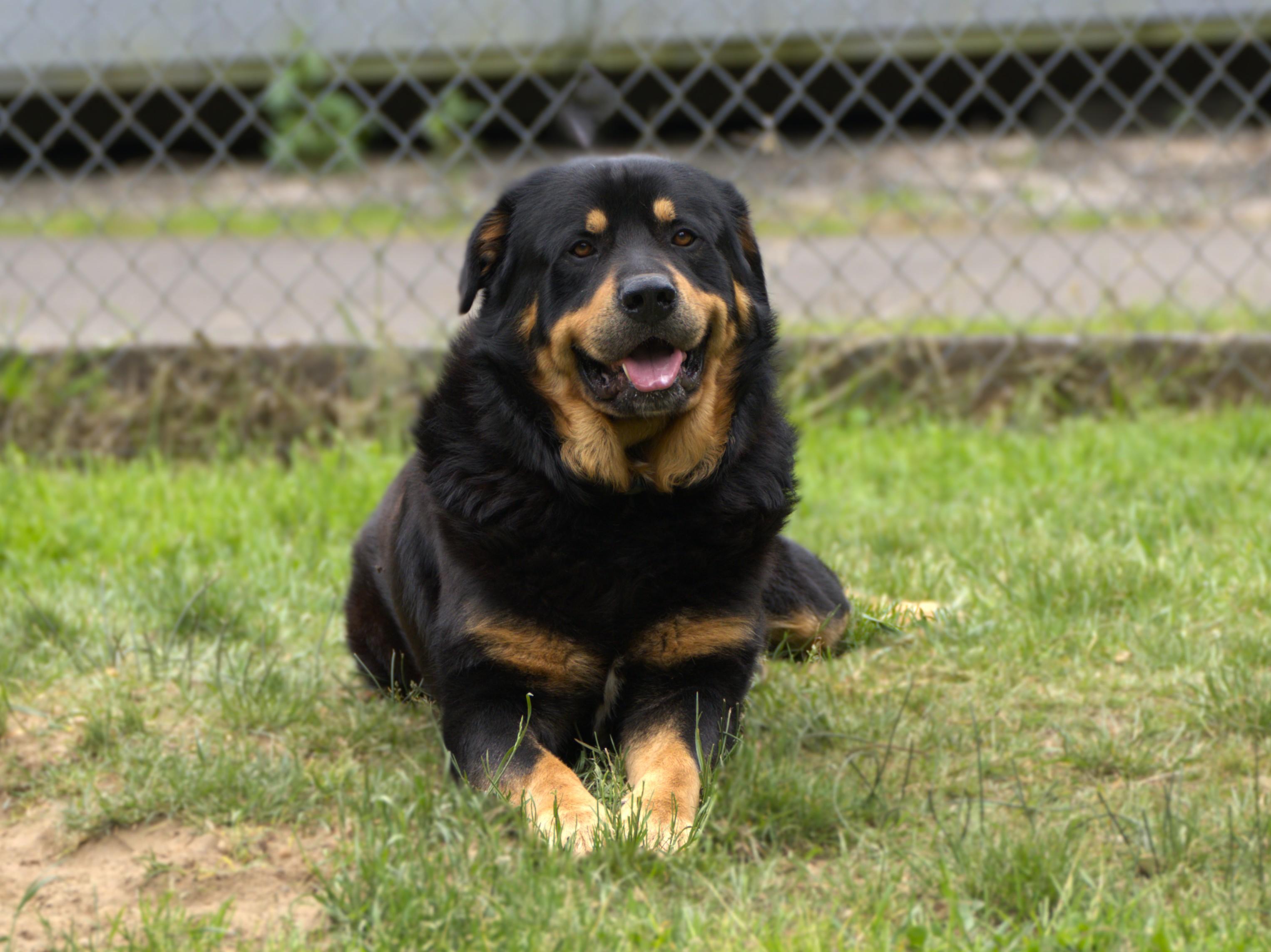 Bear the Fluffweiler, a Adoptable Rottweiler in Hoquiam, WA image 4/6