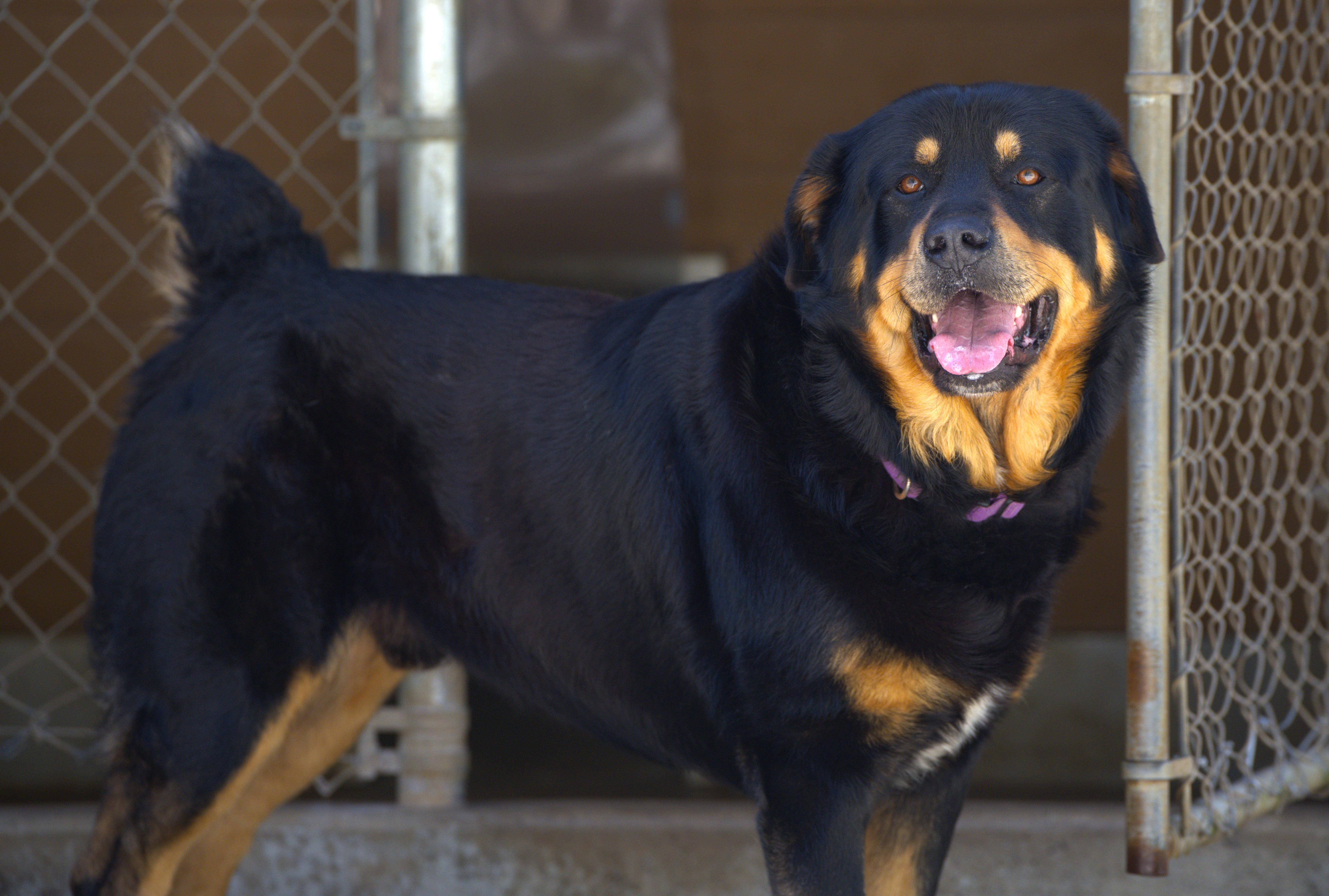 Bear the Fluffweiler, a Adoptable Rottweiler in Hoquiam, WA image 3/6
