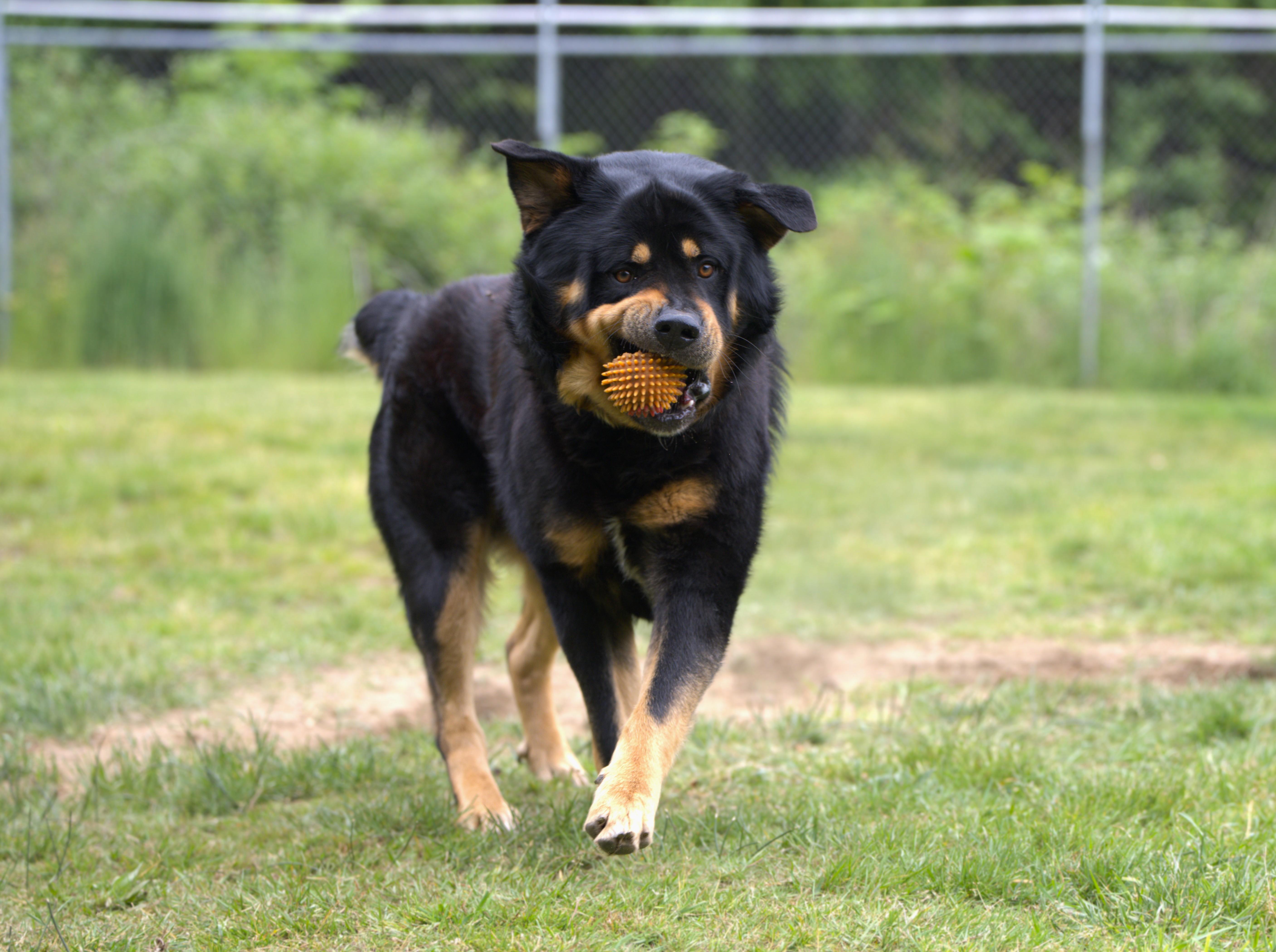 Bear the Fluffweiler, a Adoptable Rottweiler in Hoquiam, WA image 5/6