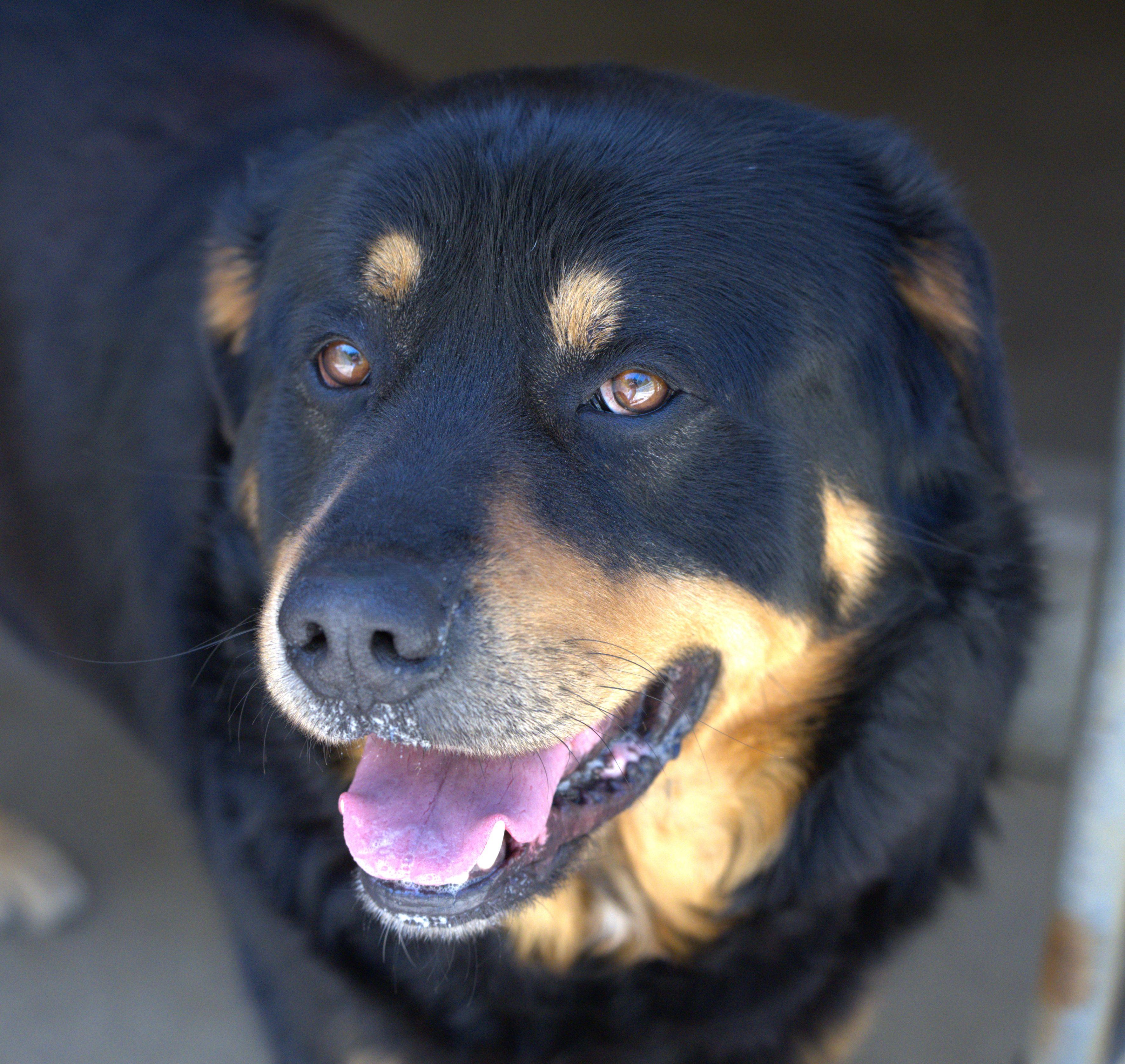 Bear the Fluffweiler, Adoptable, Adult Male Rottweiler.