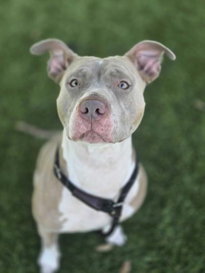 Enlarge Jenny - 2, a Adoptable Mixed Breed in Daytona Beach, FL image 1/1