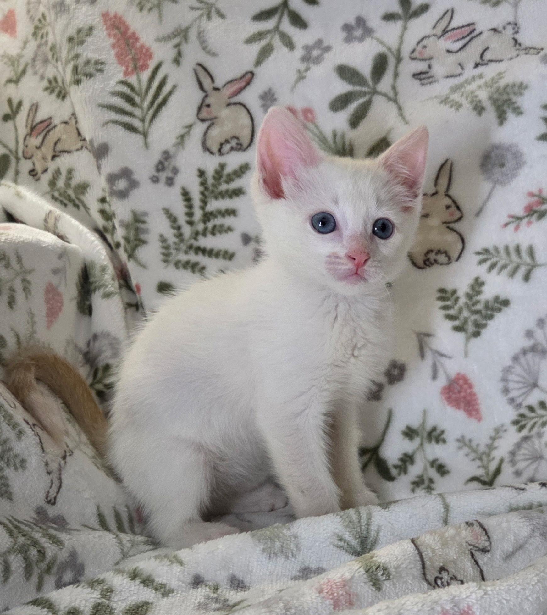 Sugar, a Adoptable Siamese in Long Beach, CA image 1/6