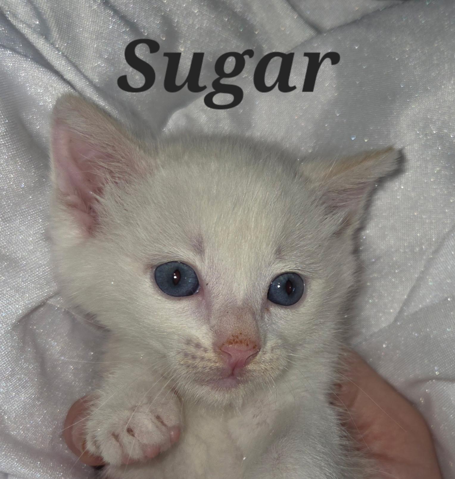 Sugar, Adoptable, Kitten Female Domestic Short Hair.