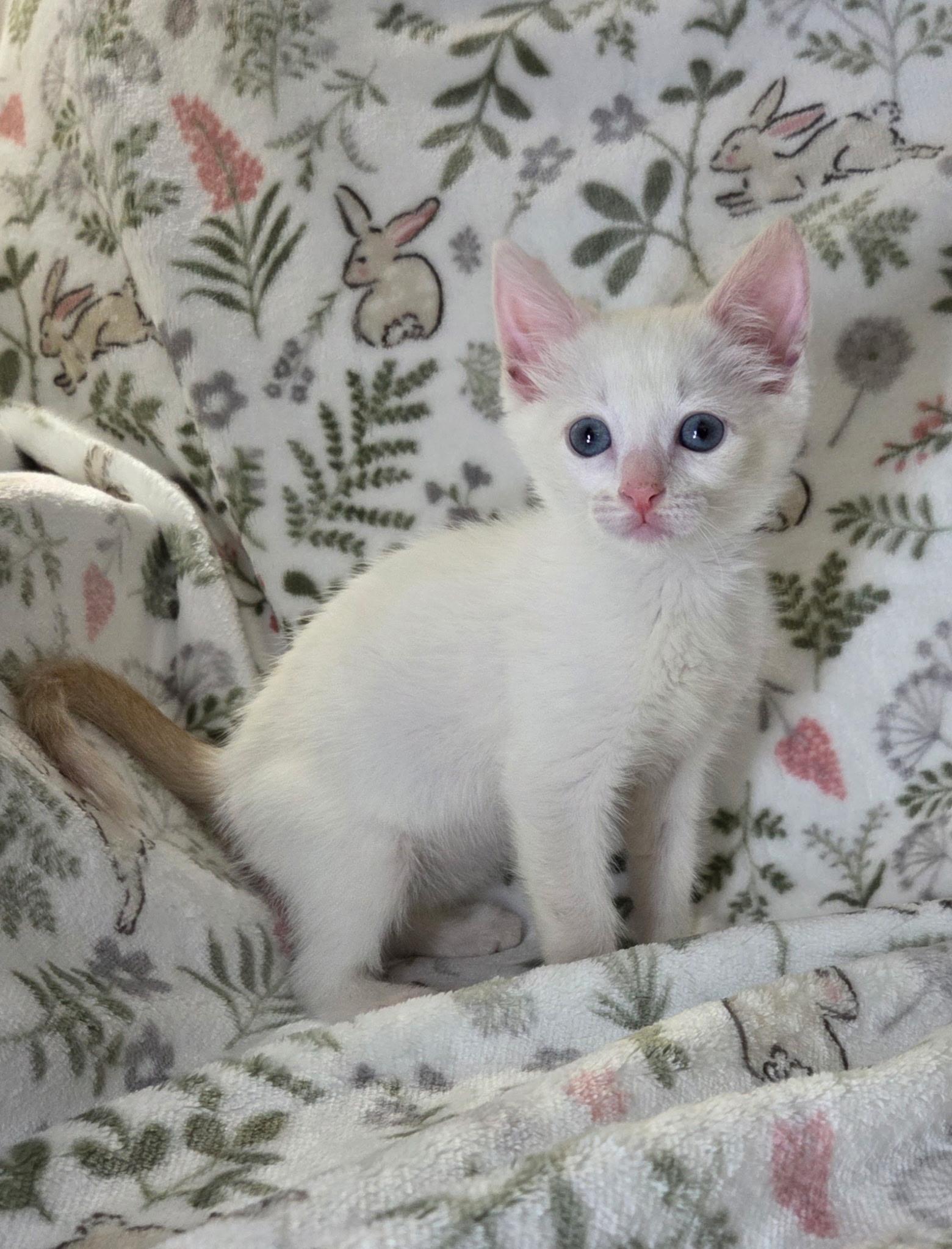 Sugar, a Adoptable Siamese in Long Beach, CA image 2/6