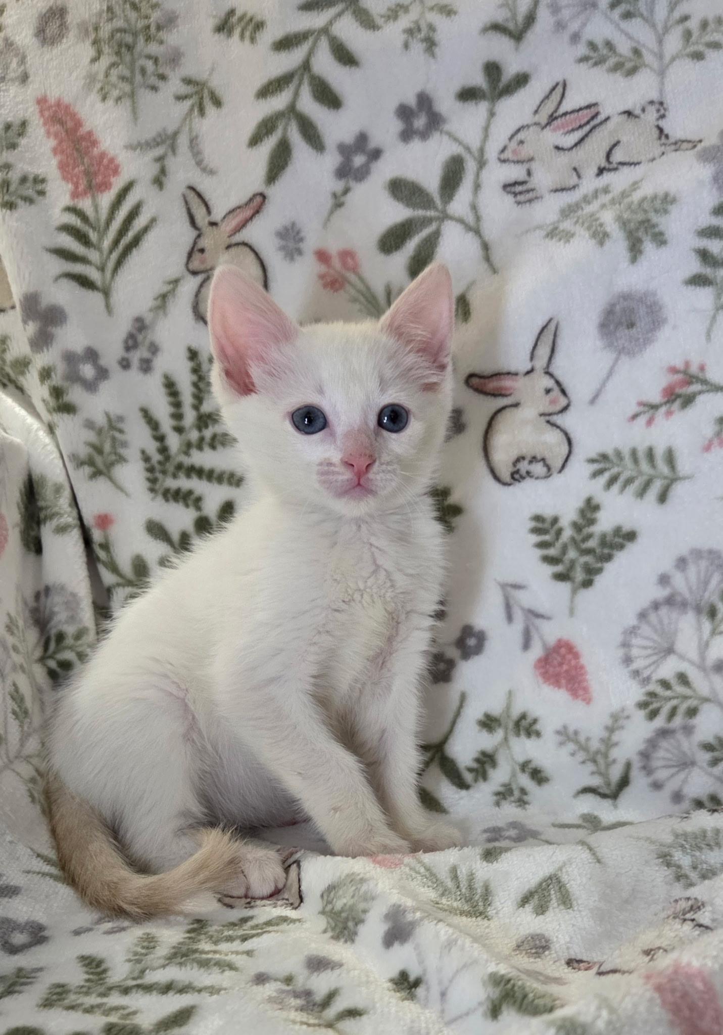 Sugar, a Adoptable Siamese in Long Beach, CA image 3/6