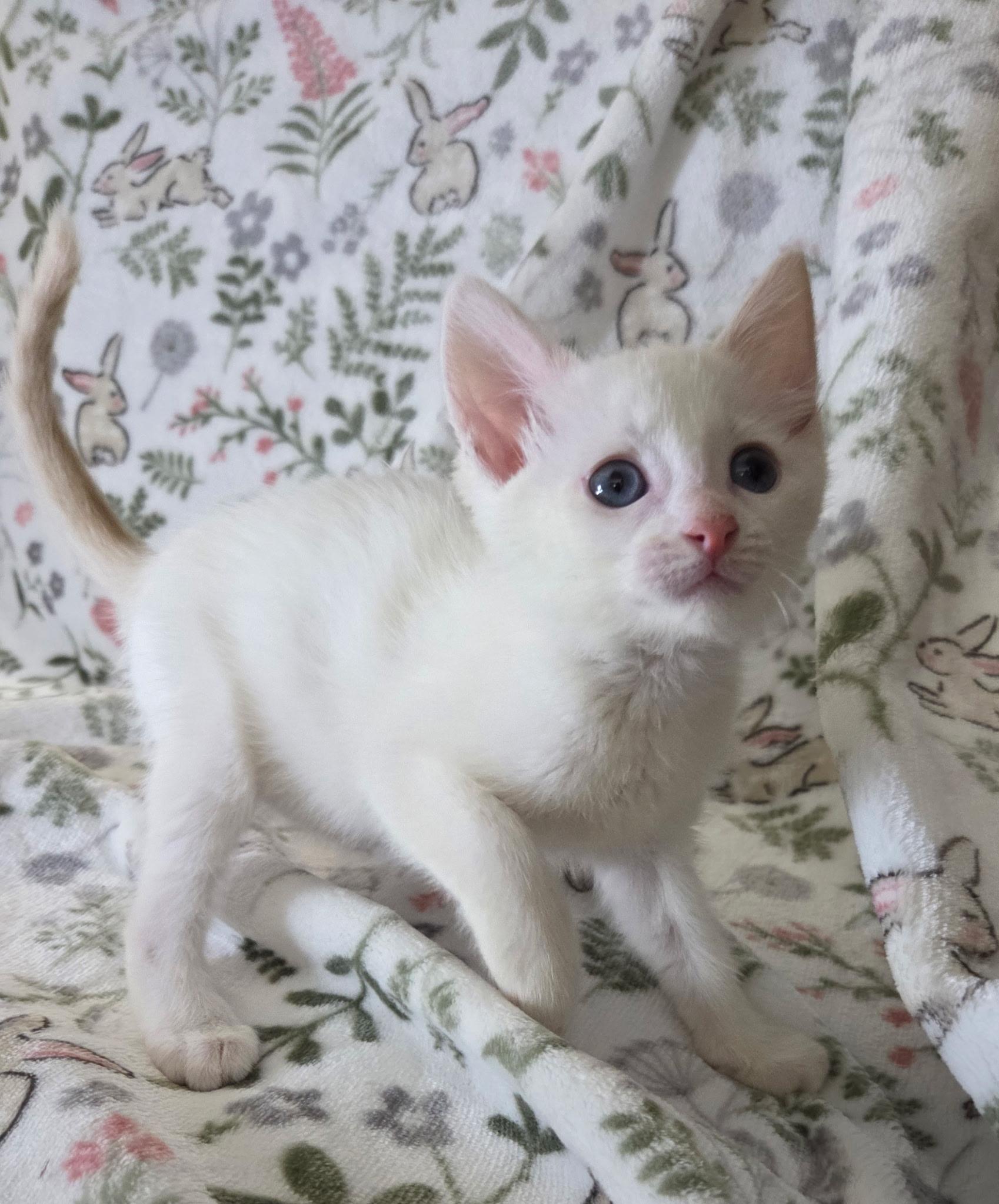 Sugar, a Adoptable Siamese in Long Beach, CA image 4/6