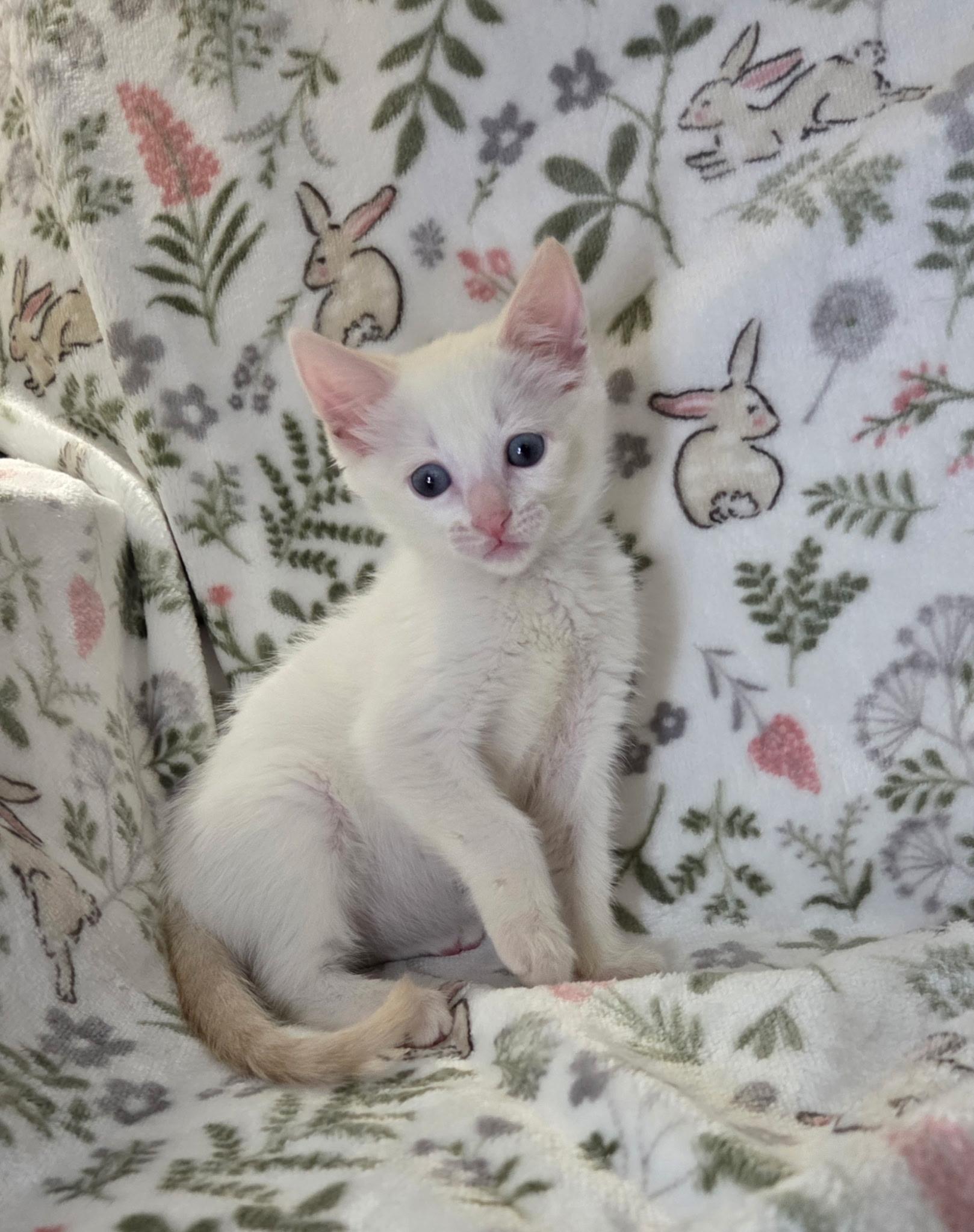 Sugar, a Adoptable Siamese in Long Beach, CA image 5/6