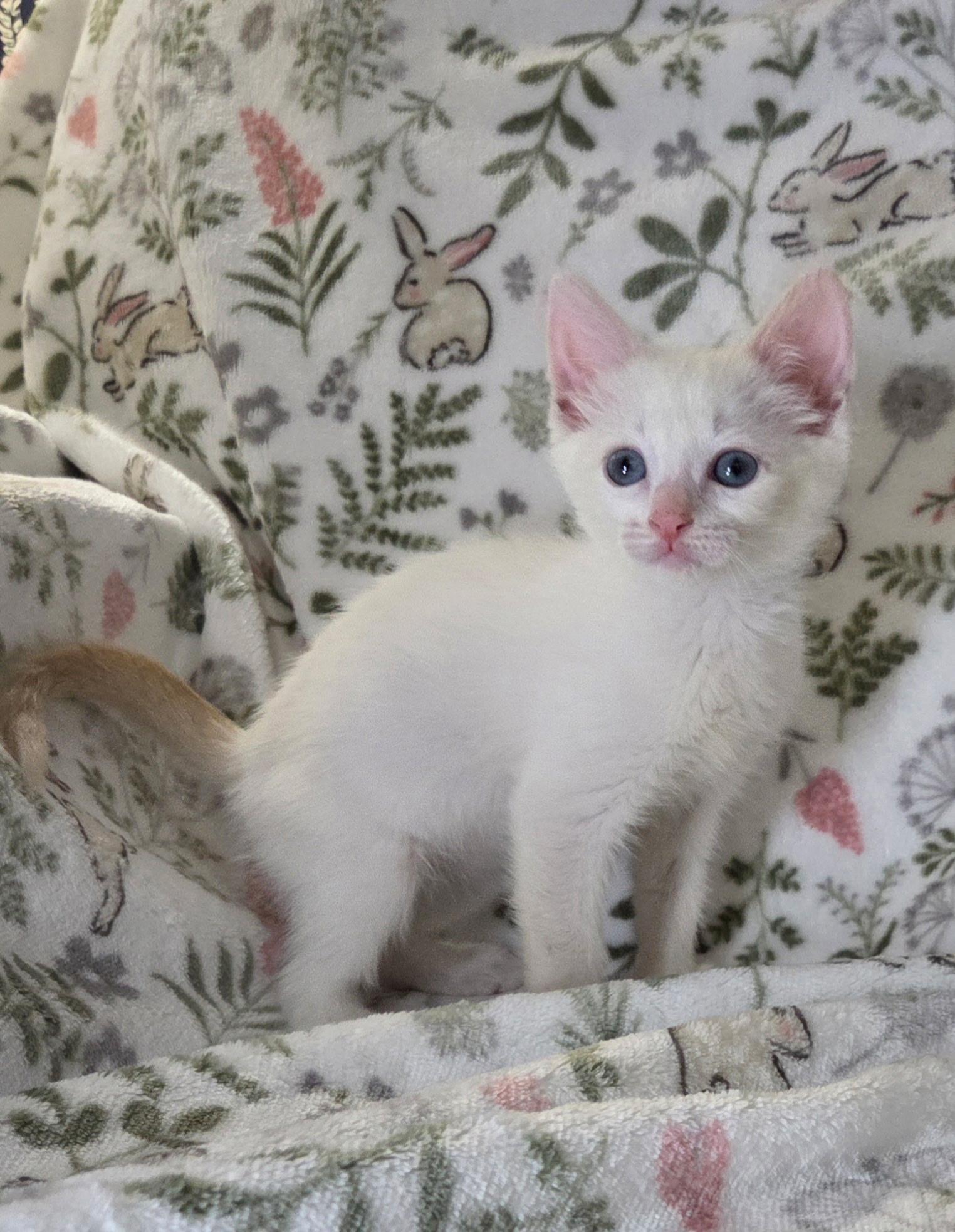 Sugar, a Adoptable Siamese in Long Beach, CA image 6/6