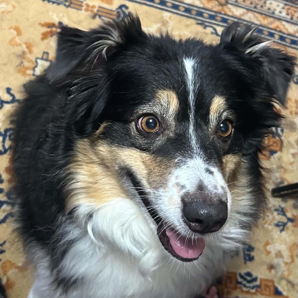 Enlarge Poppi, a Adoptable Australian Shepherd in Overland Park, KS image 1/3