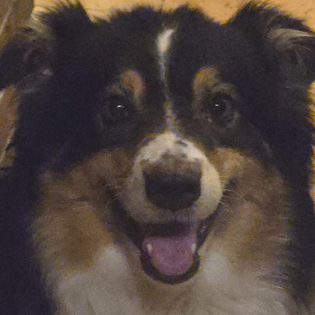 Enlarge Poppi, a Adoptable Australian Shepherd in Overland Park, KS image 2/3