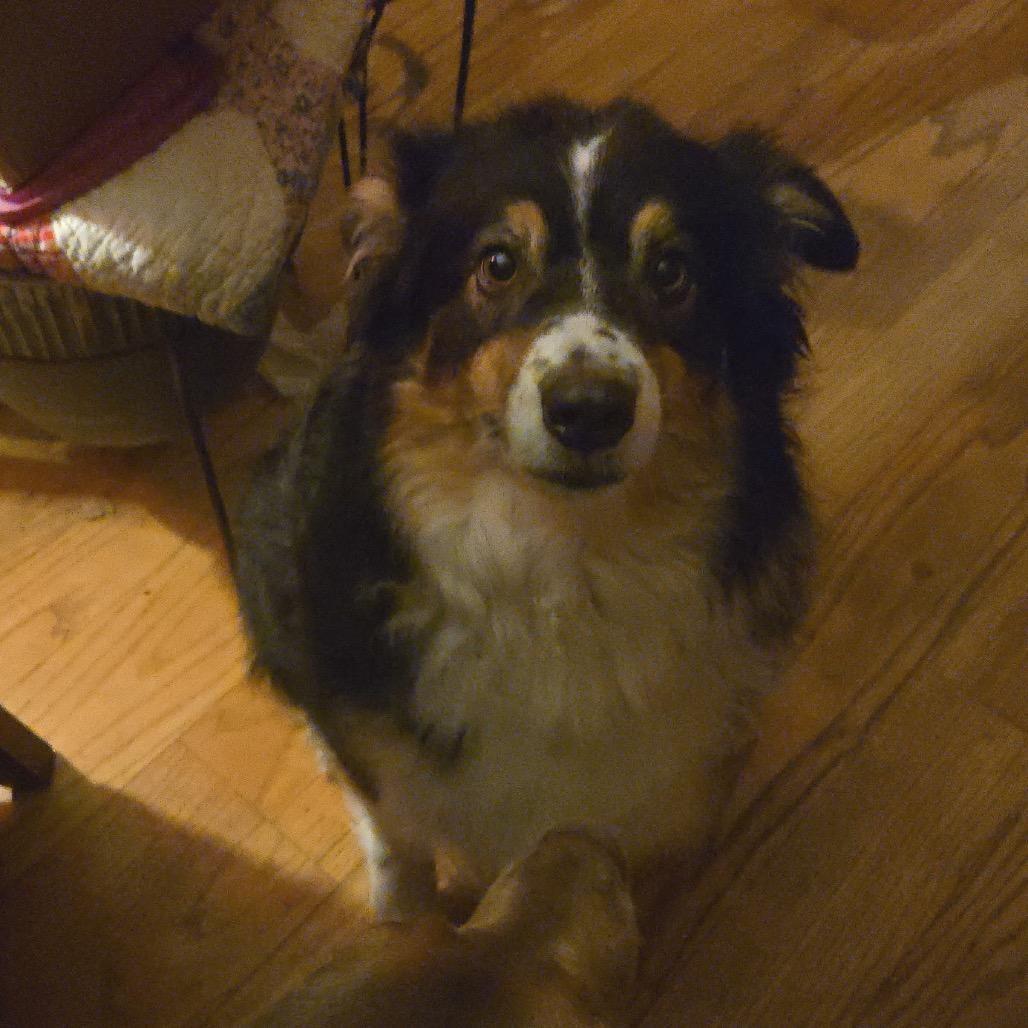 Enlarge Poppi, a Adoptable Australian Shepherd in Overland Park, KS image 3/3
