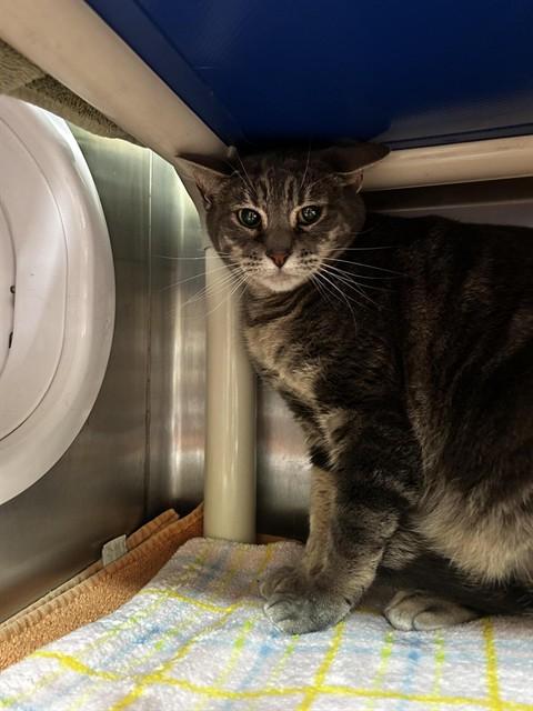 Enlarge CHARLOTTE, a Adoptable Domestic Short Hair in Alameda, CA image 1/1