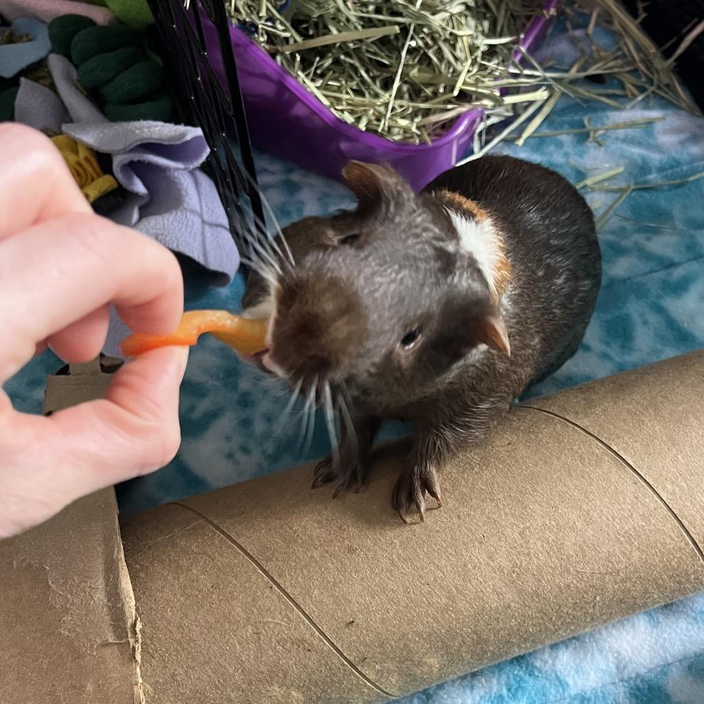 Cappuccino (and Mocha), Adoptable, Young Male Guinea Pig.
