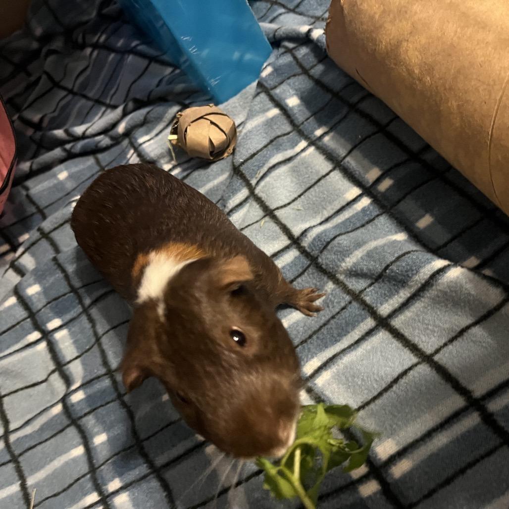 Enlarge Cappuccino (and Mocha), a Adoptable Guinea Pig in Columbia, MO image 2/6