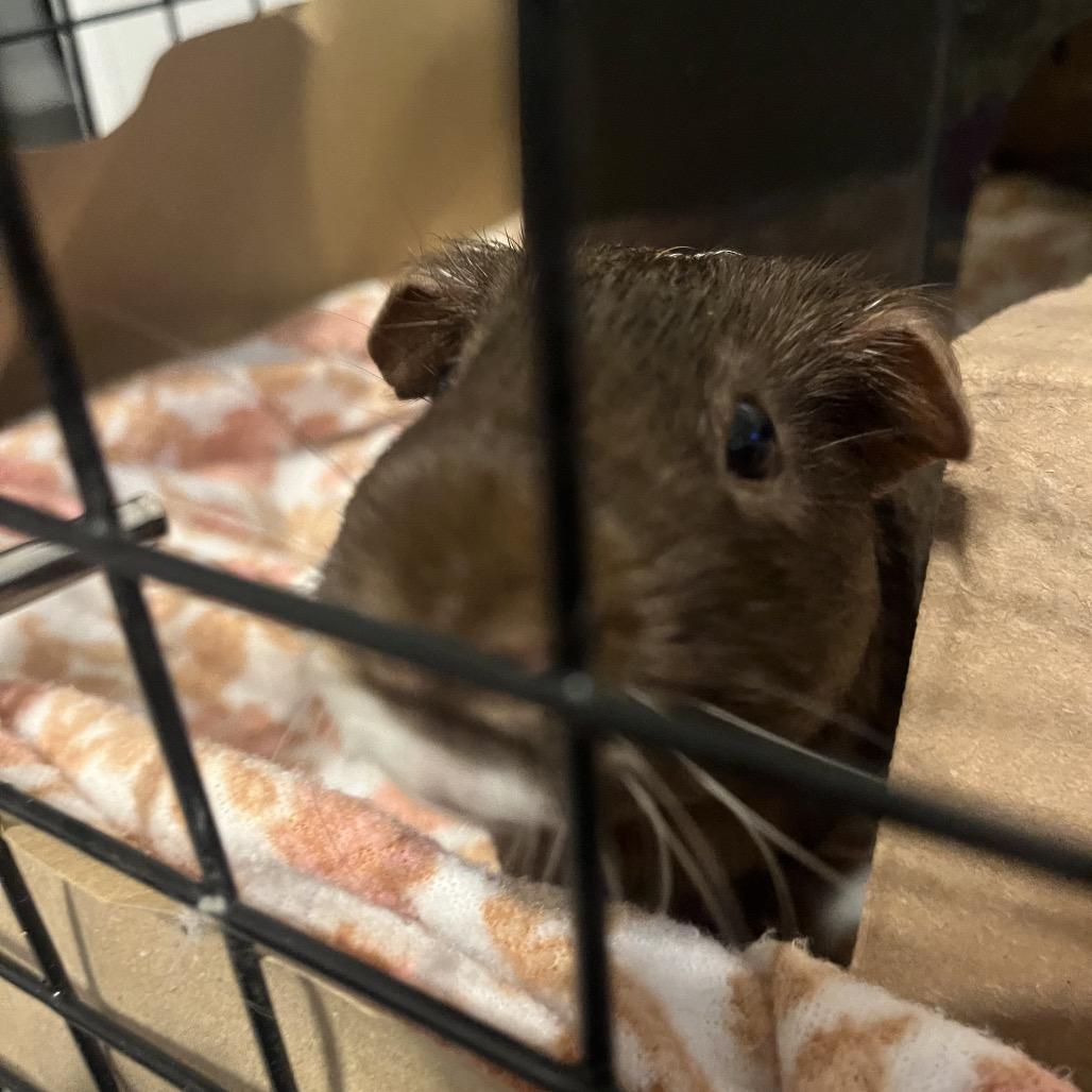 Enlarge Cappuccino (and Mocha), a Adoptable Guinea Pig in Columbia, MO image 3/6