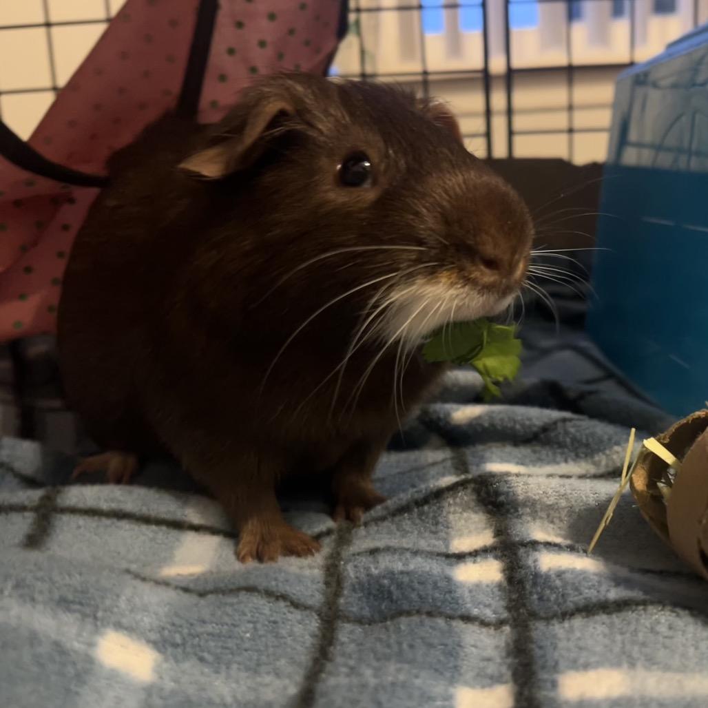 Enlarge Cappuccino (and Mocha), a Adoptable Guinea Pig in Columbia, MO image 4/6