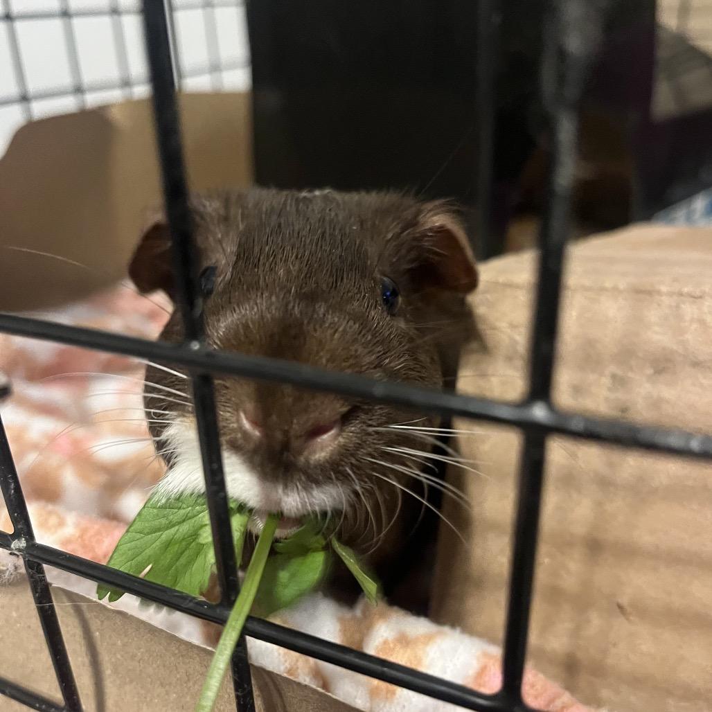 Enlarge Cappuccino (and Mocha), a Adoptable Guinea Pig in Columbia, MO image 5/6