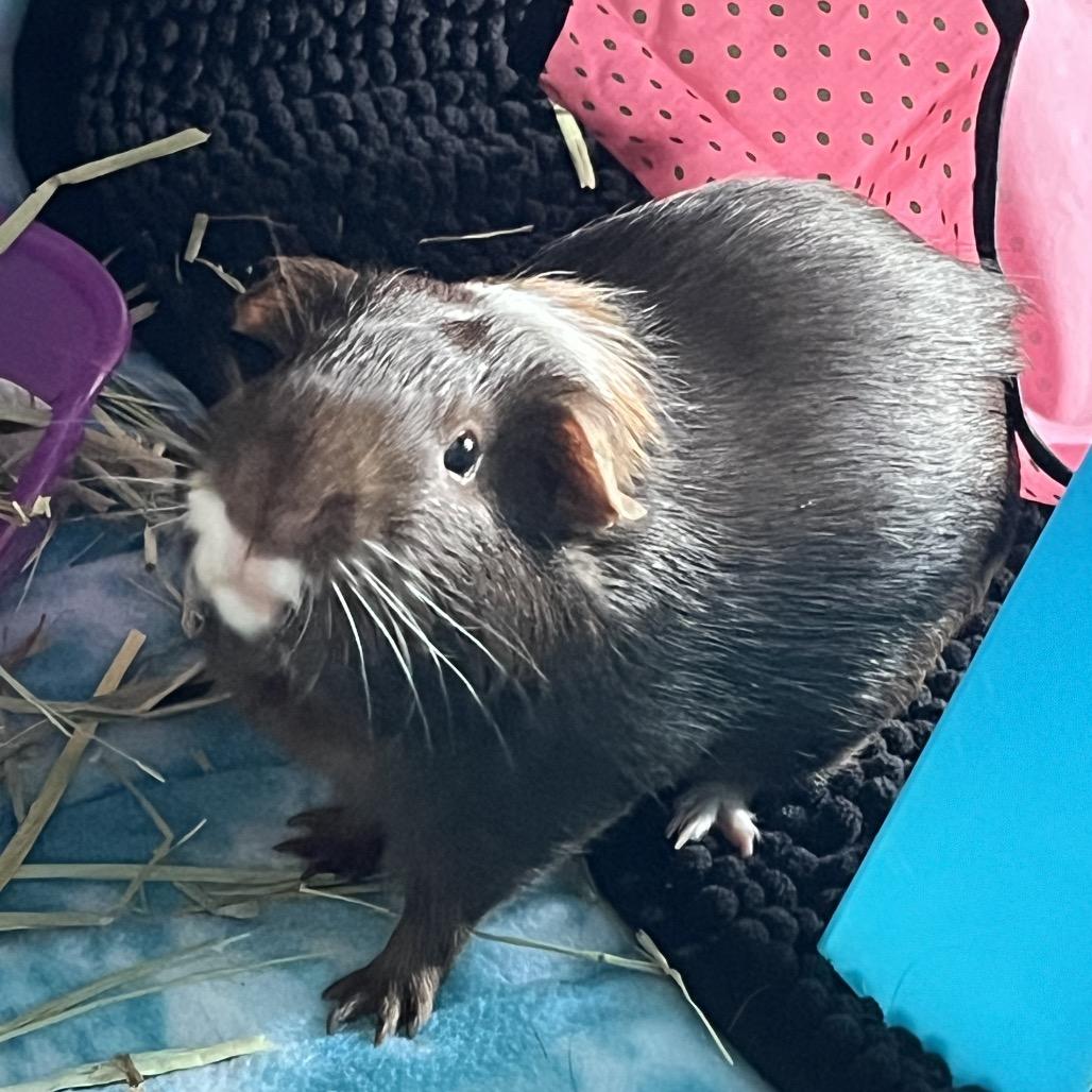 Enlarge Cappuccino (and Mocha), a Adoptable Guinea Pig in Columbia, MO image 6/6