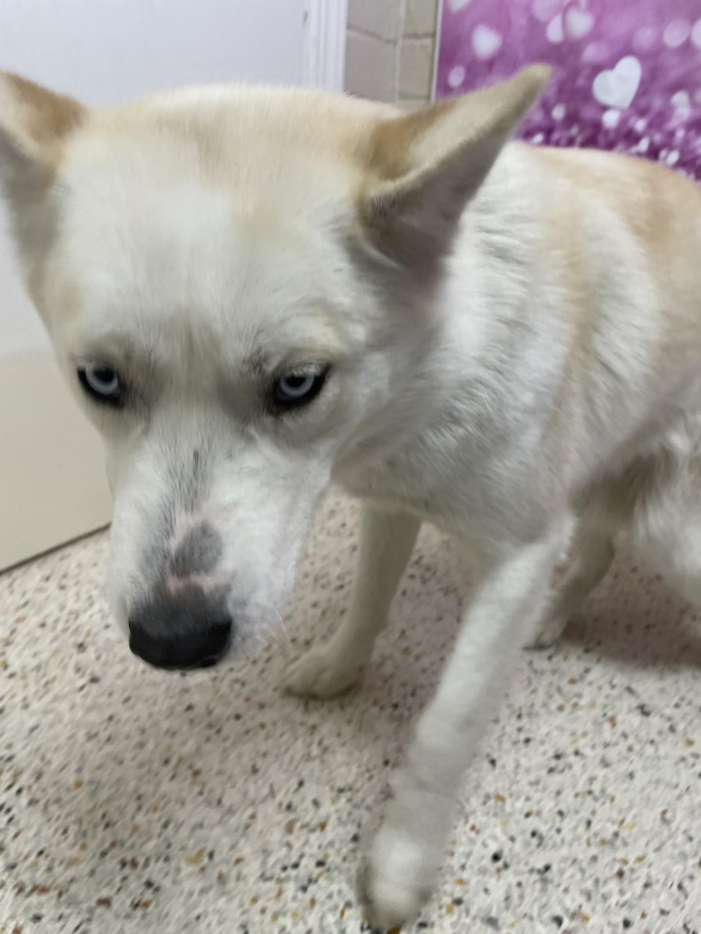 Juliet7770, a ADOPTABLE mixed breed in Rocky Mount, NC image 1/2