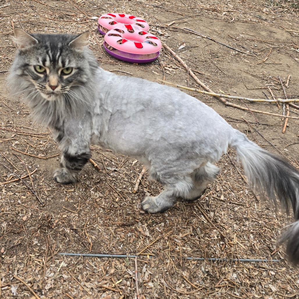 Nala NOCO, a Adoptable Domestic Long Hair in Denver, CO image 1/6